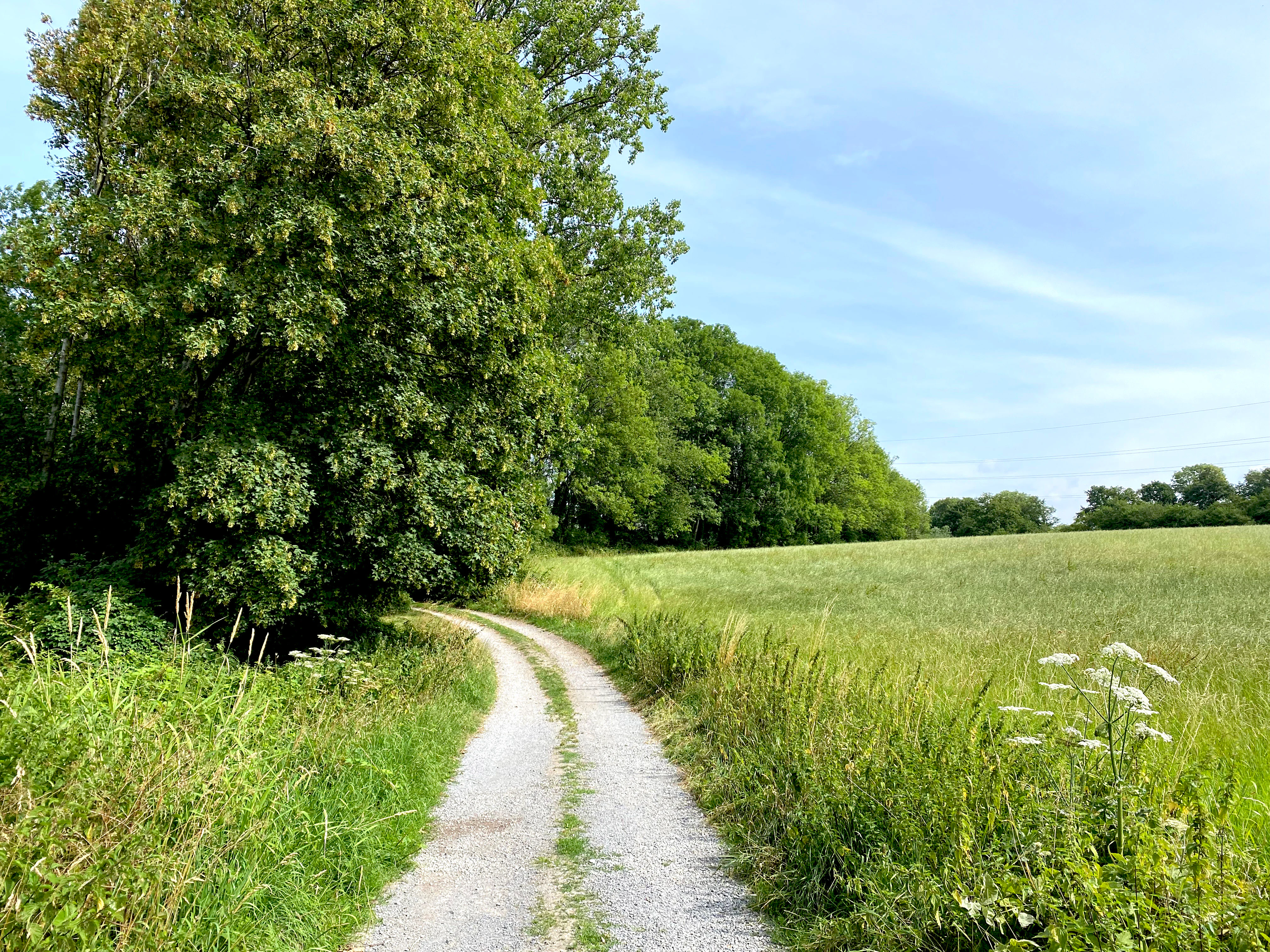 A gravel trail winding through a green field next to a lush forest under a bright sky.