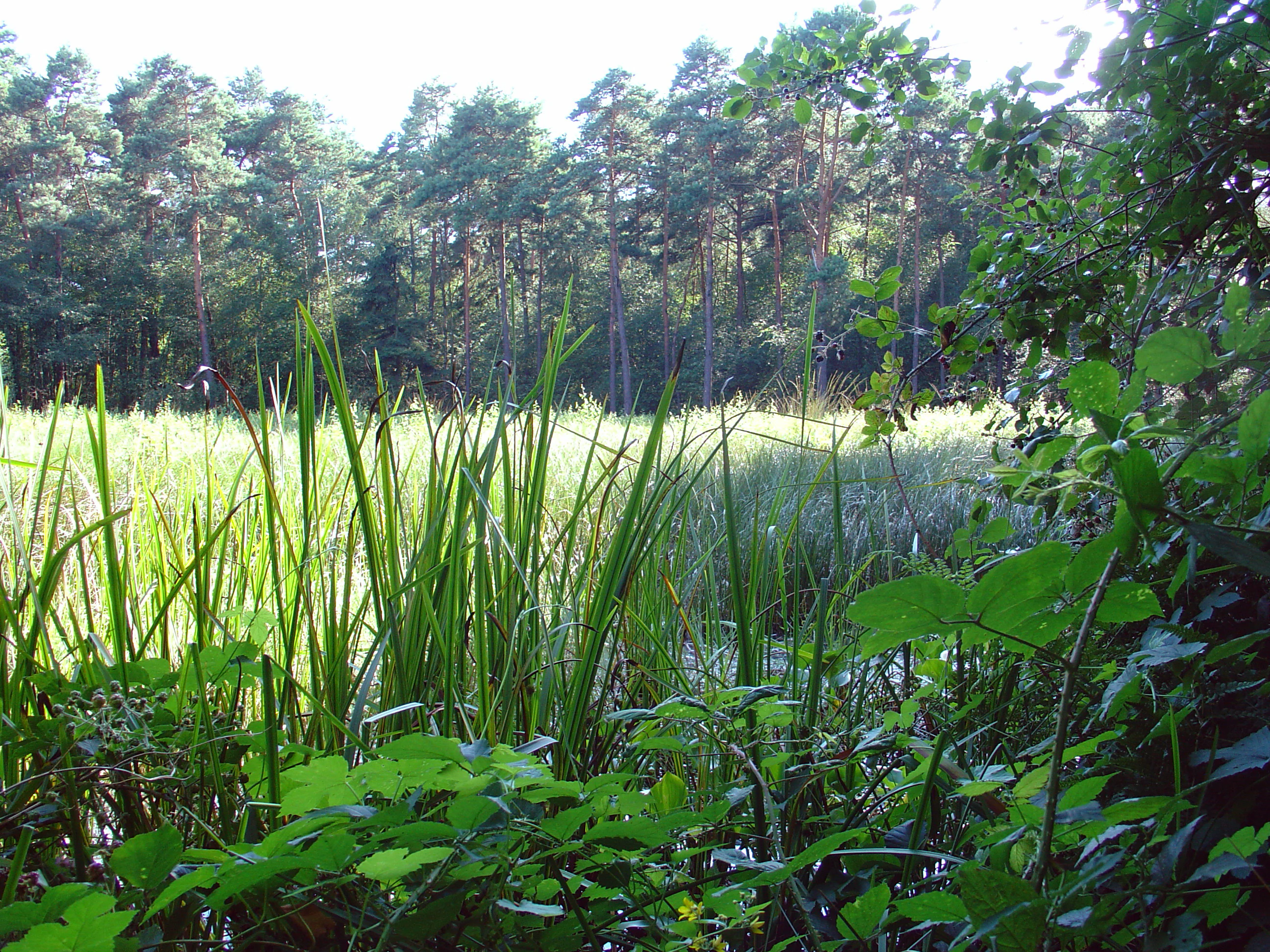 A view of the Hühnermoor nature reserve featuring a marshy area with tall reeds and grasses in the foreground, bordered by a dense forest of pine trees in the background.