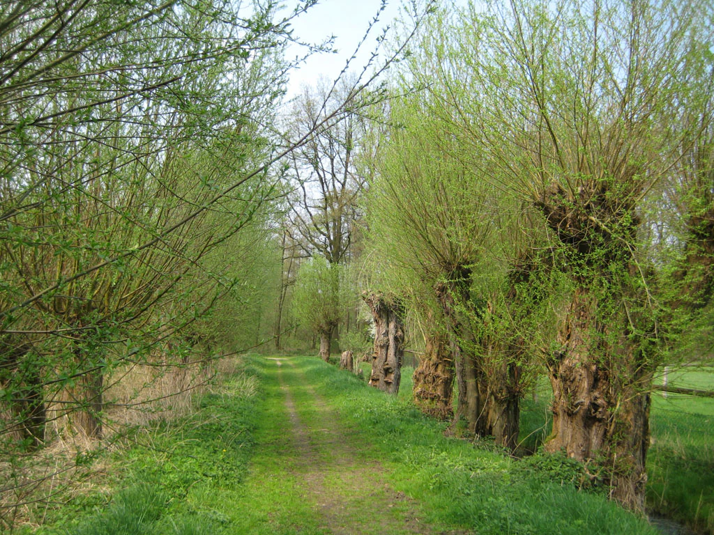 A dirt path leads into the distance, flanked on one side by a row of pollard willow trees with dense green foliage and on the other by a narrow drainage ditch and grassy meadow.