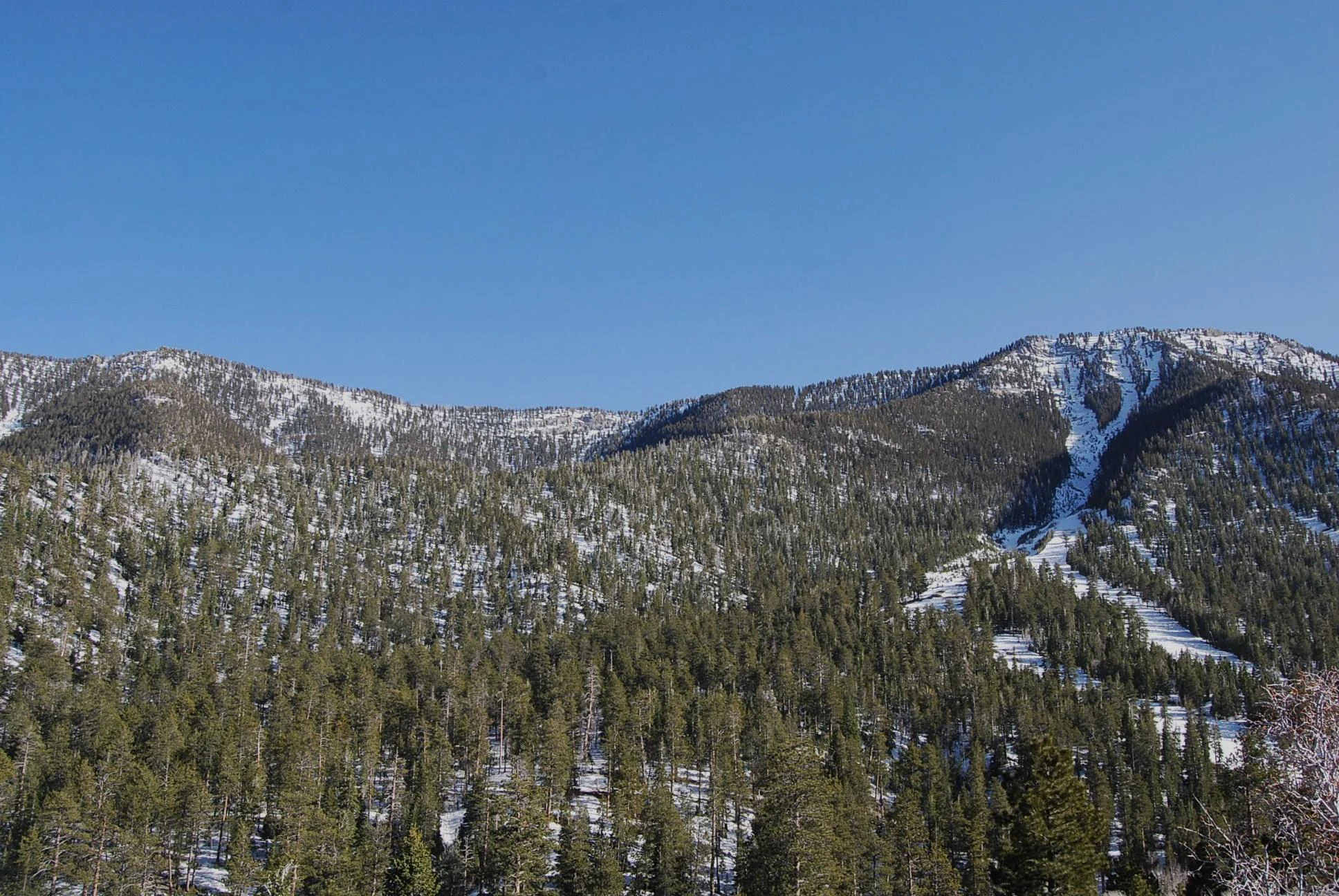 A wide shot of a mountainside covered in dense green coniferous forest with patches of snow on the ground and steep terrain under a clear blue sky.