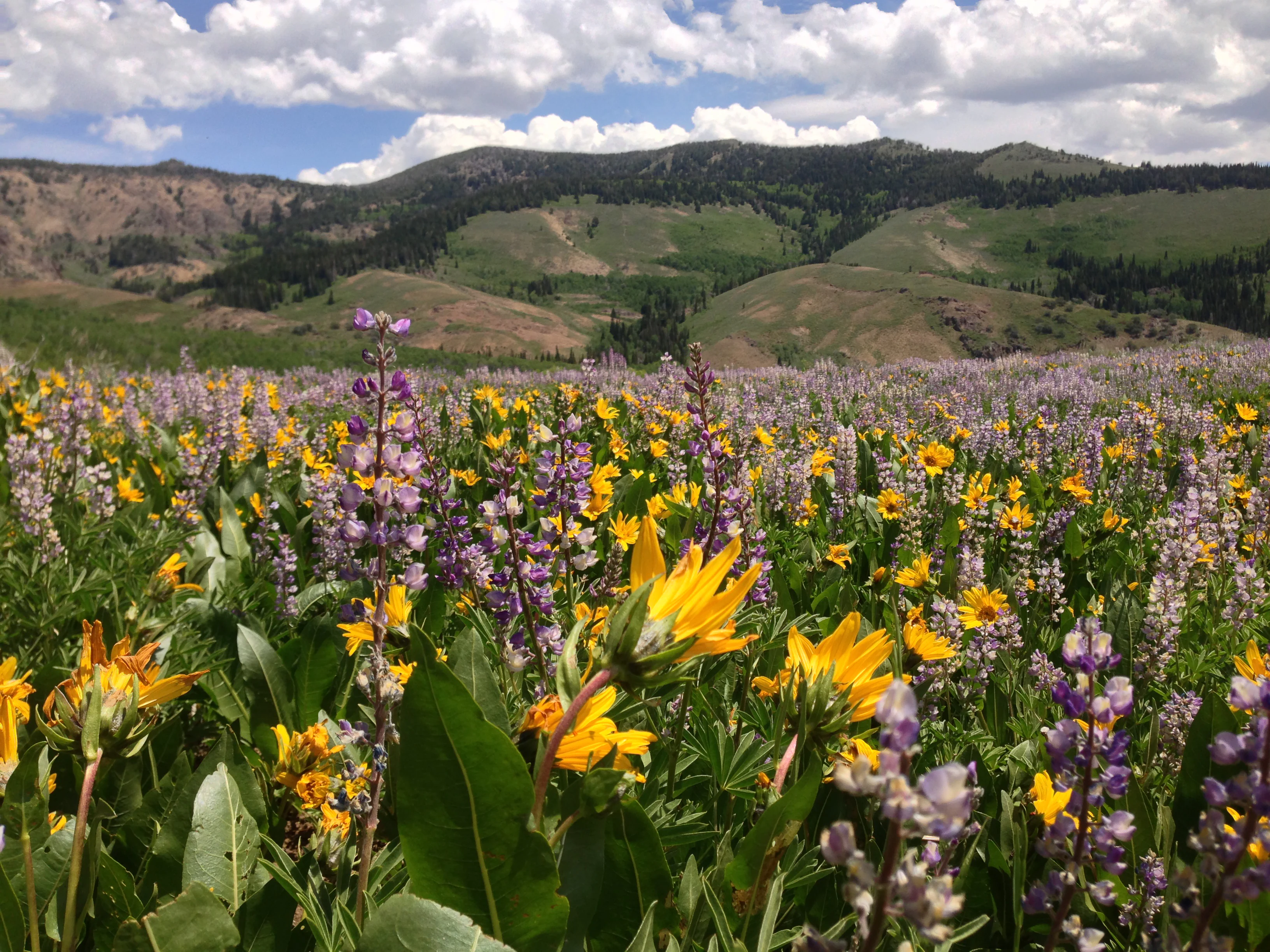 A wide, eye-level shot of a sprawling meadow filled with purple lupine and yellow sunflowers in the foreground, with rolling green hills and mountains under a cloudy blue sky in the background.