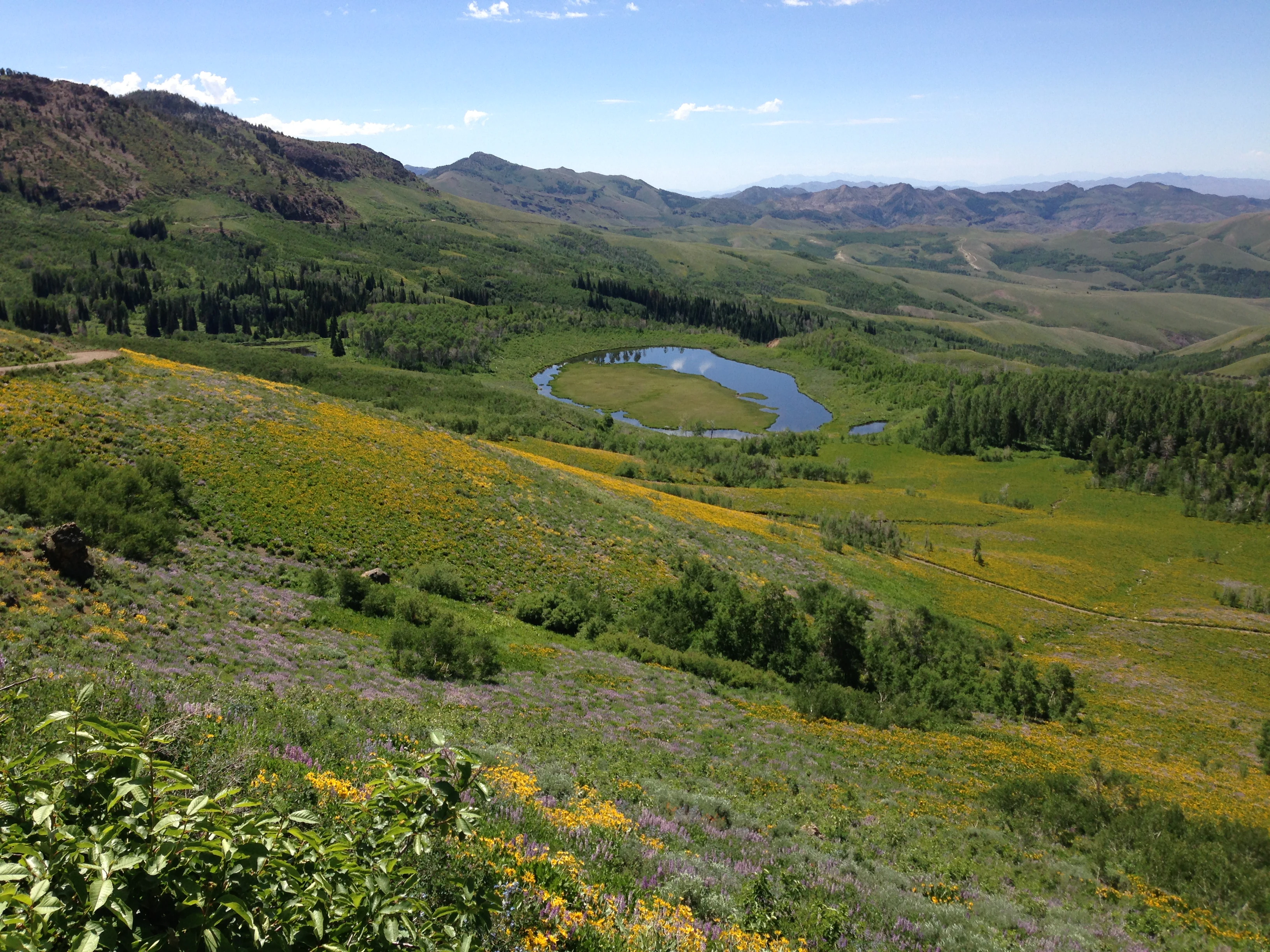 A wide, high-angle landscape shot looking down over a lush, green mountain valley in Copper Basin, featuring a small, oval-shaped pond in the center surrounded by meadows, scattered trees, and hills covered in patches of yellow and purple wildflowers.