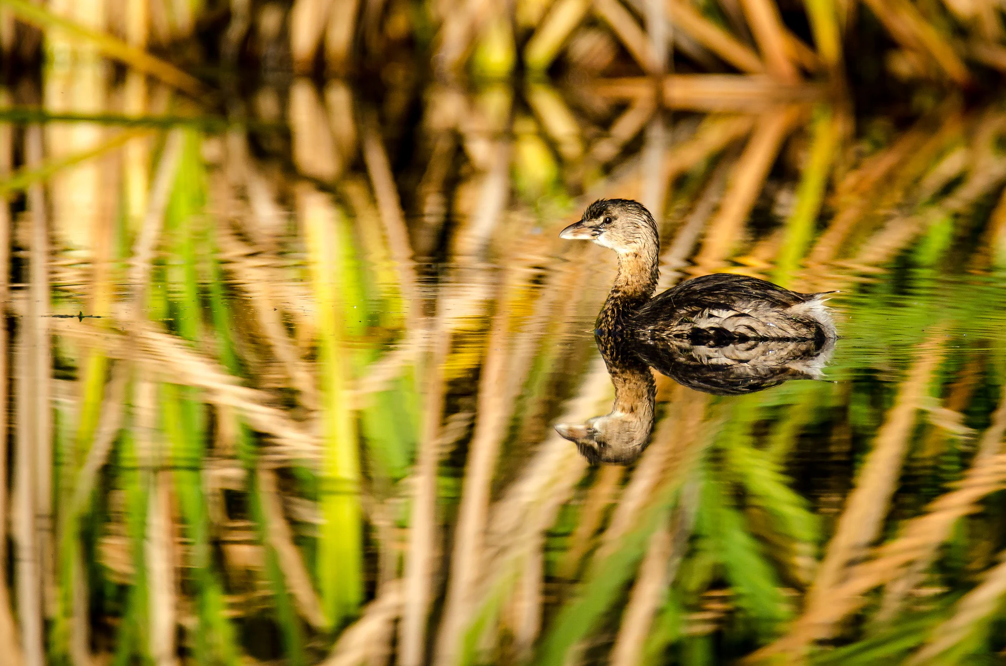 A small pied-billed grebe with dark-tipped beak swimming in calm water with a clear reflection, surrounded by blurred tall aquatic grasses.