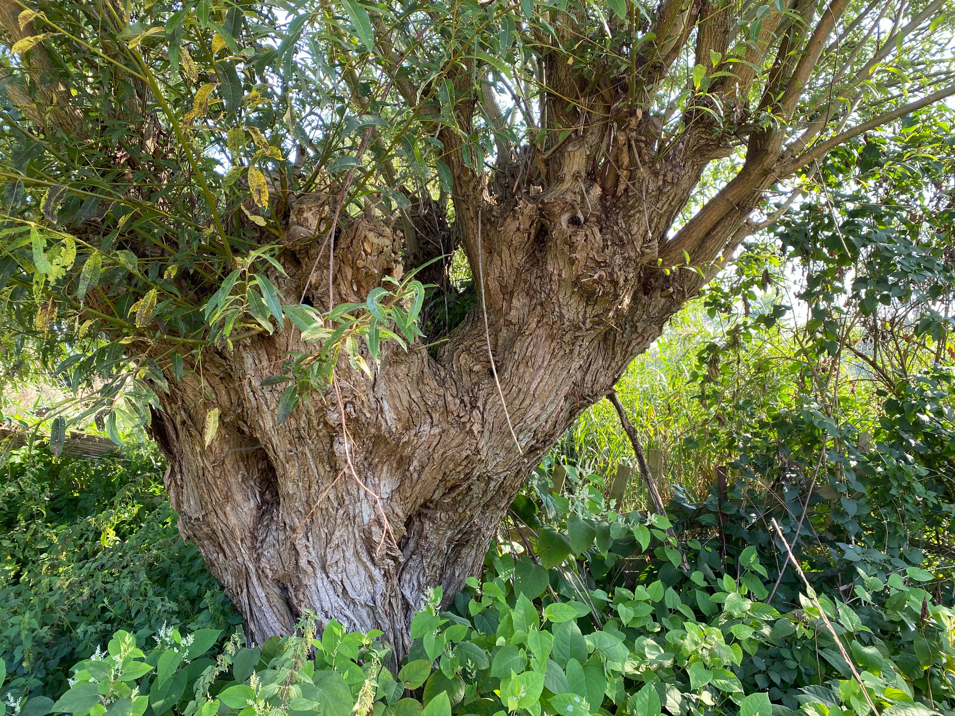 A close-up of a gnarled, weathered pollard willow tree with rough textured bark, surrounded by green leafy vegetation.