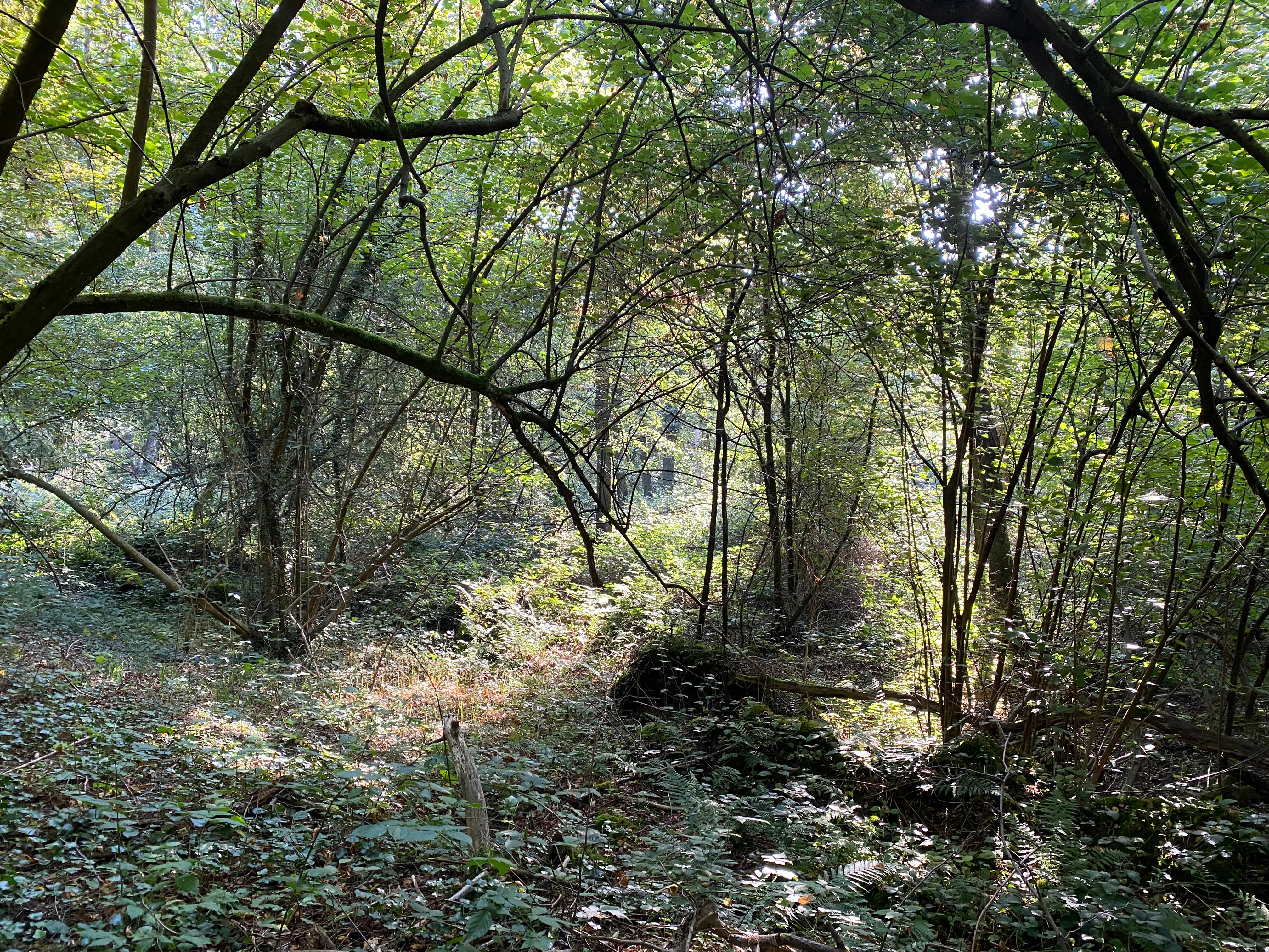 A dense, sun-dappled alder forest floor with thick undergrowth, exposed tree roots, and intertwined branches.