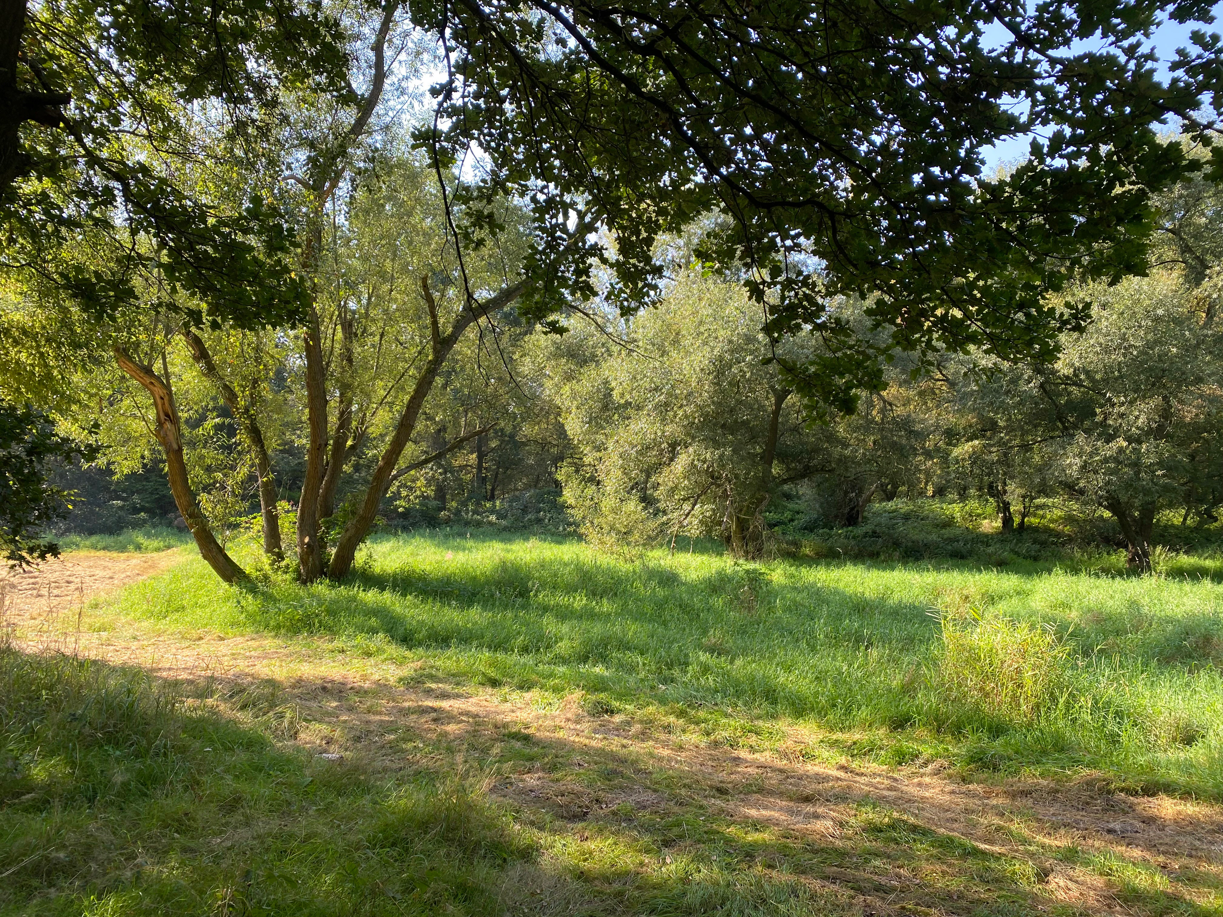 A green grassy clearing bordered by mature trees under dappled sunlight.