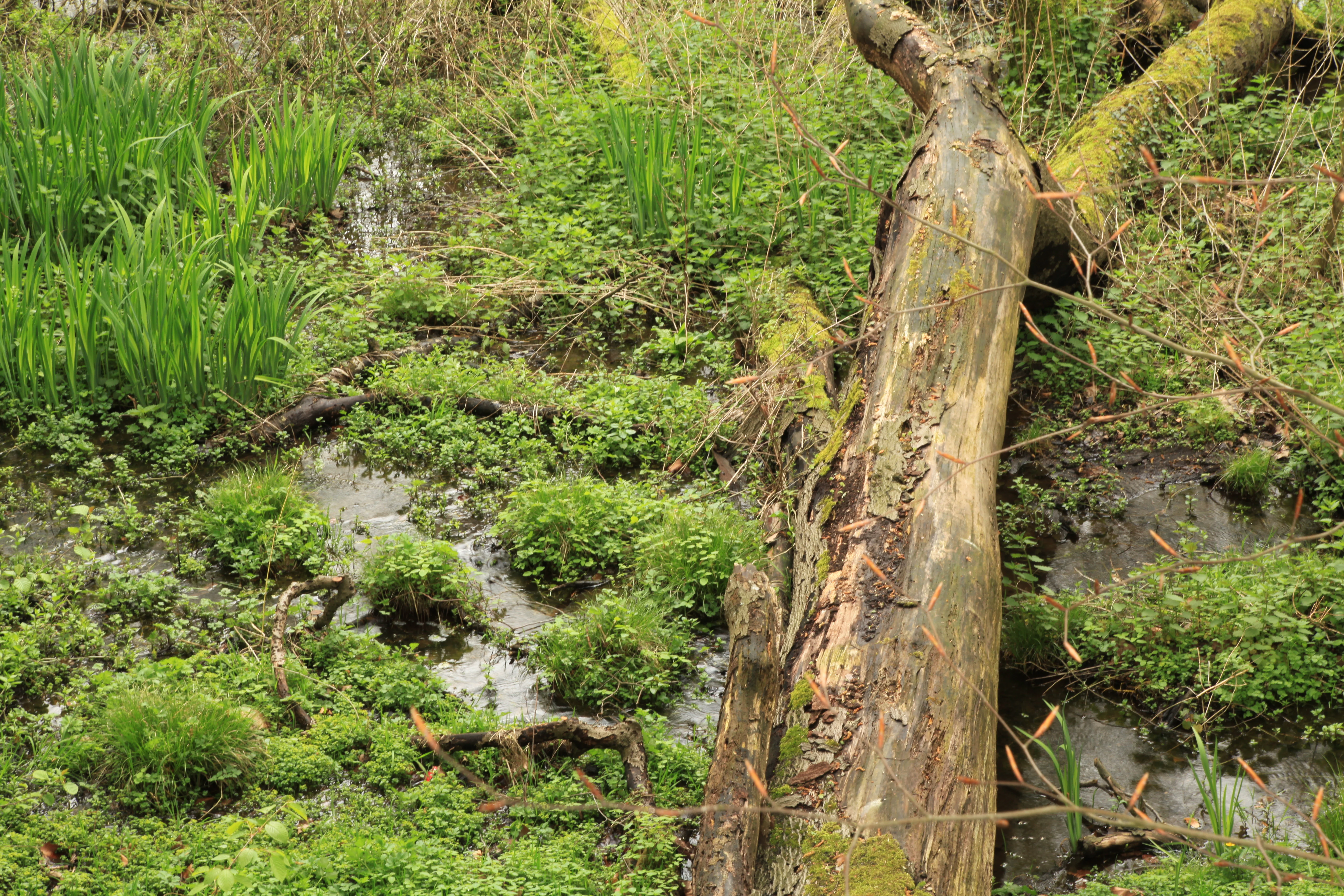 A fallen, moss-covered tree trunk lies across a small, shallow stream surrounded by lush green wetland vegetation.