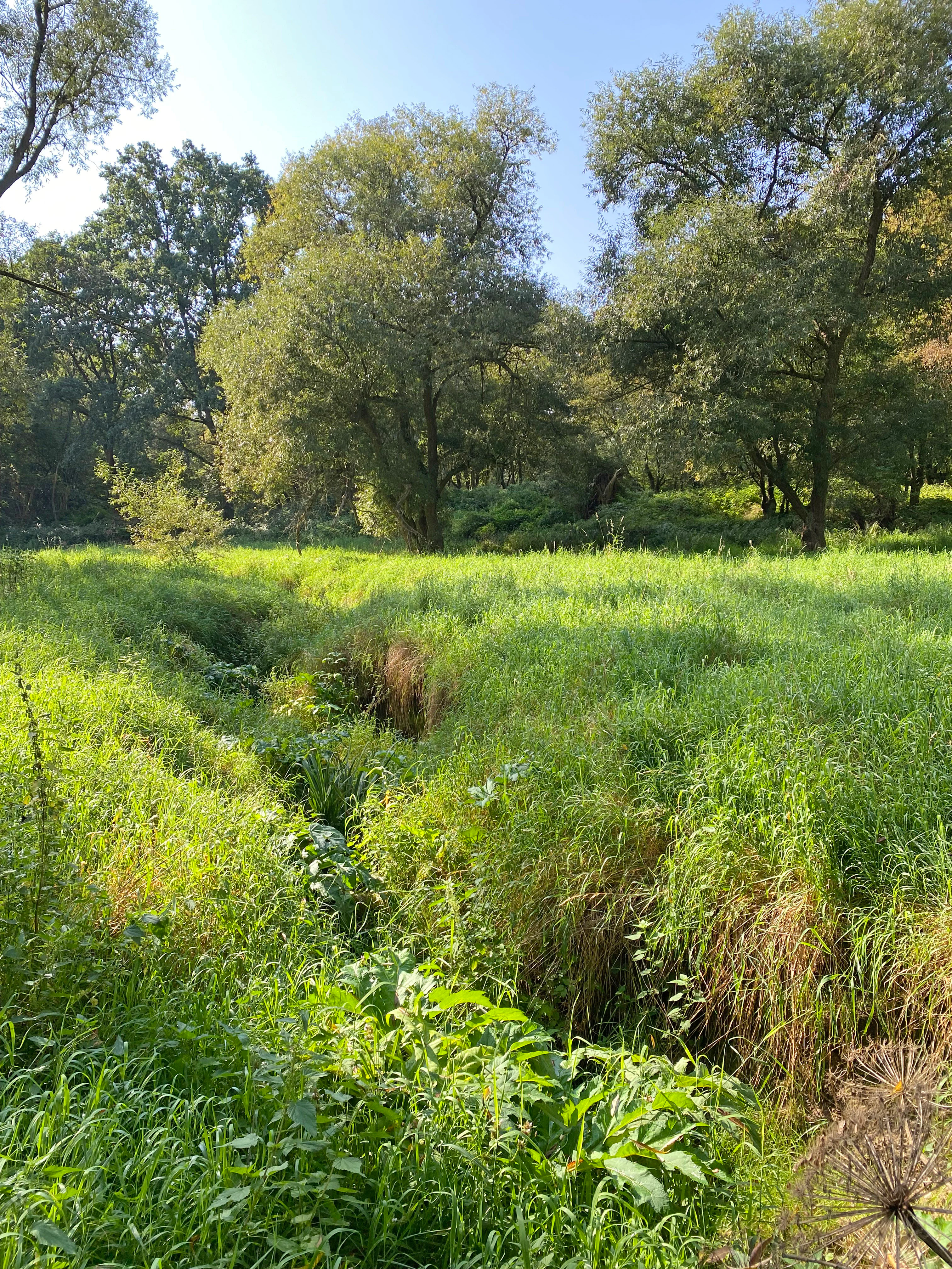A narrow stream winding through tall green grass in a sunlit meadow, with mature deciduous trees in the background.