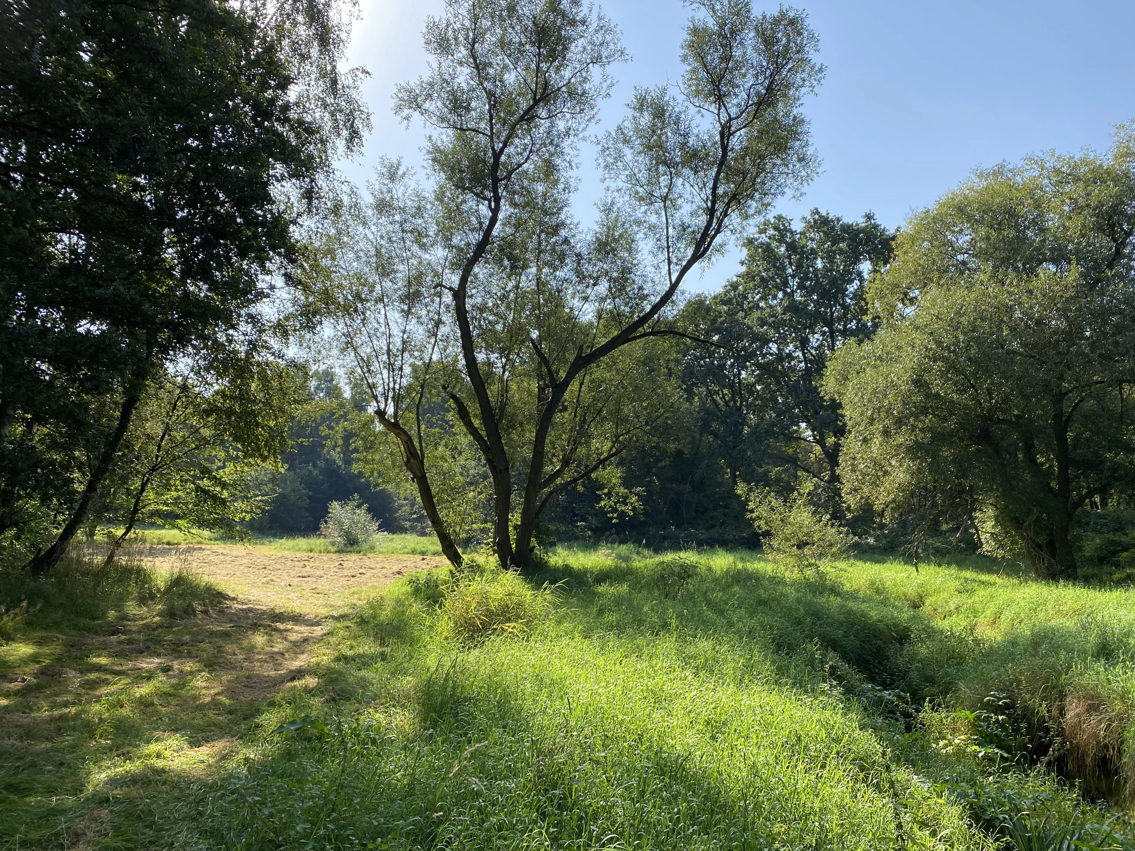 A green sunlit meadow bordered by dense trees and a small creek within the Hummelsbach nature reserve.