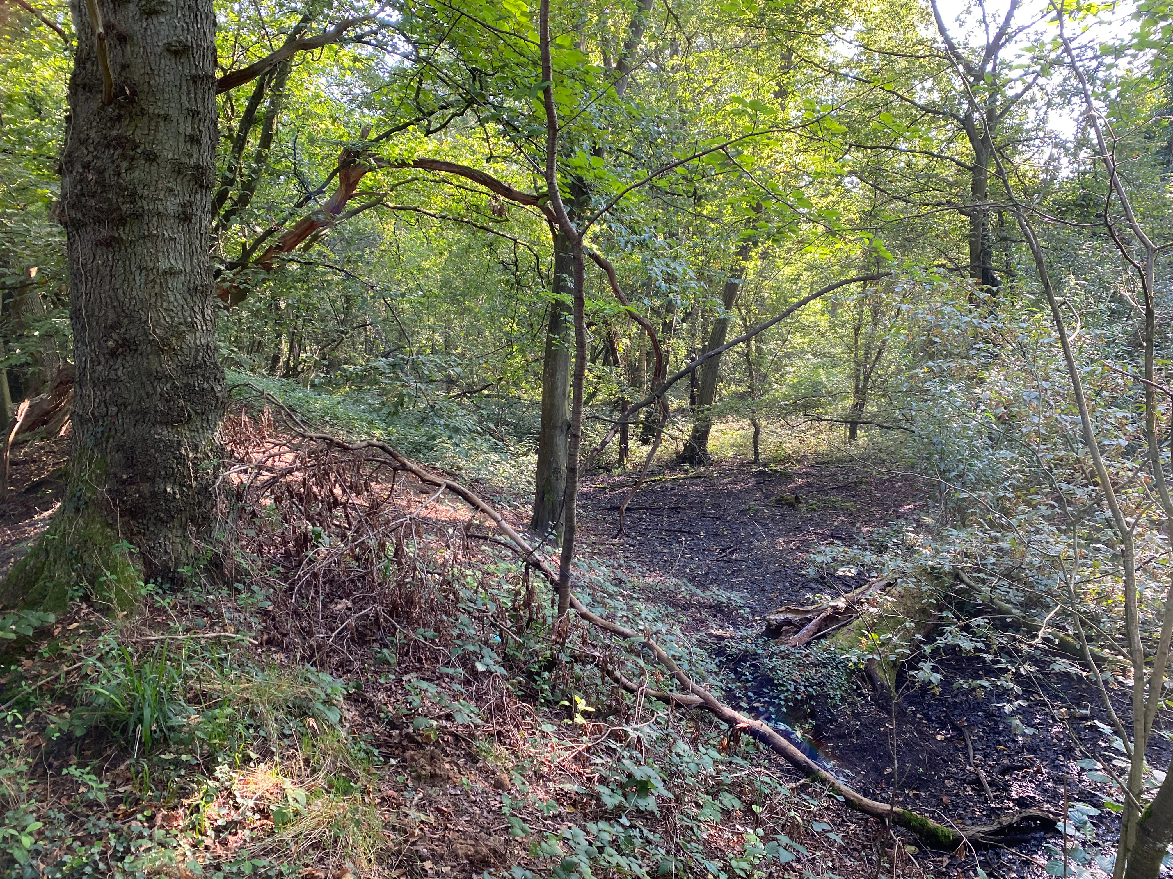 A woodland scene with mature trees, green canopy, and a dark, damp forest floor showing signs of swampy terrain.