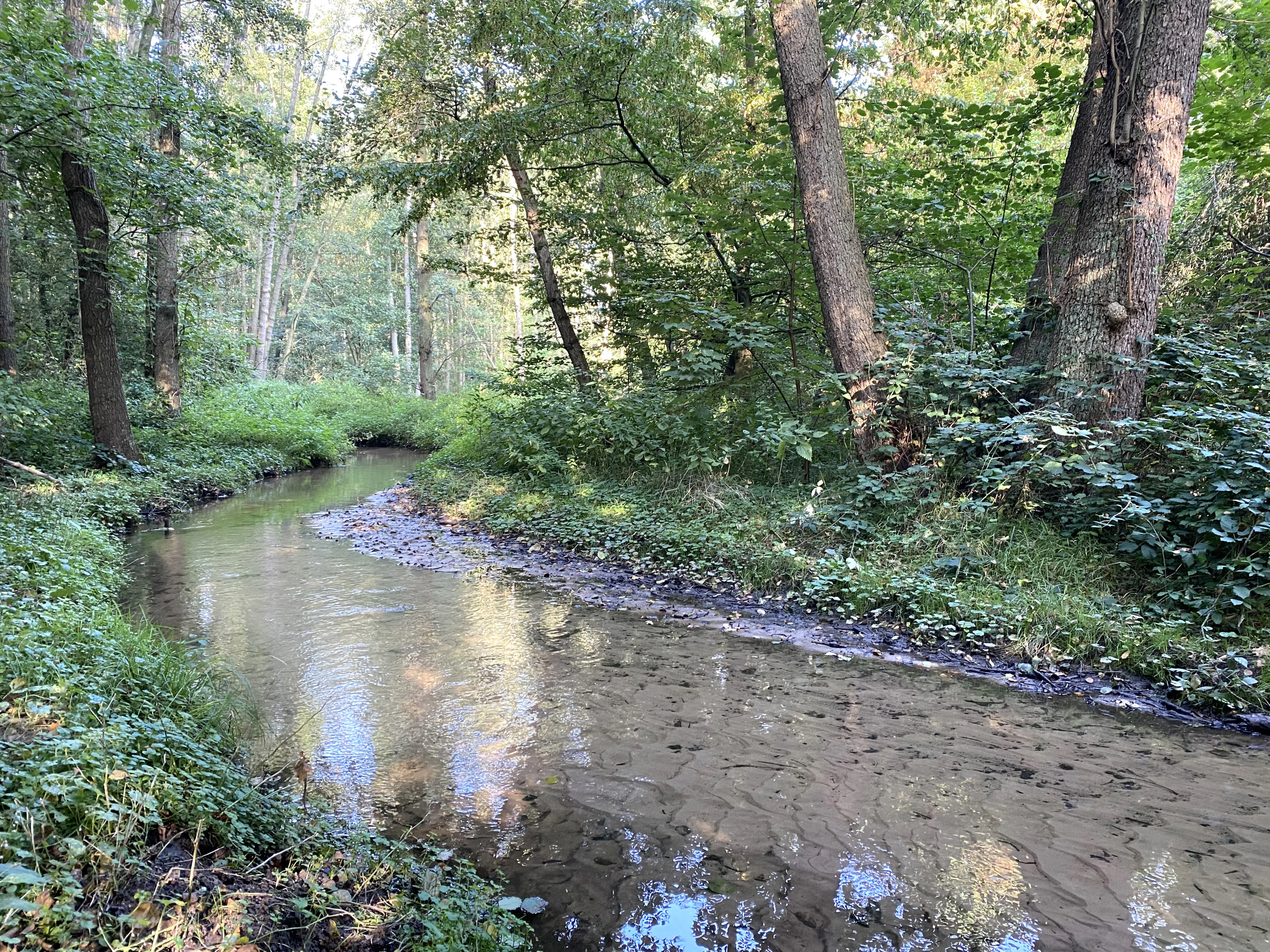 A small, sandy-bottomed stream winding through a lush, green deciduous forest at the Hummelsbach nature reserve.