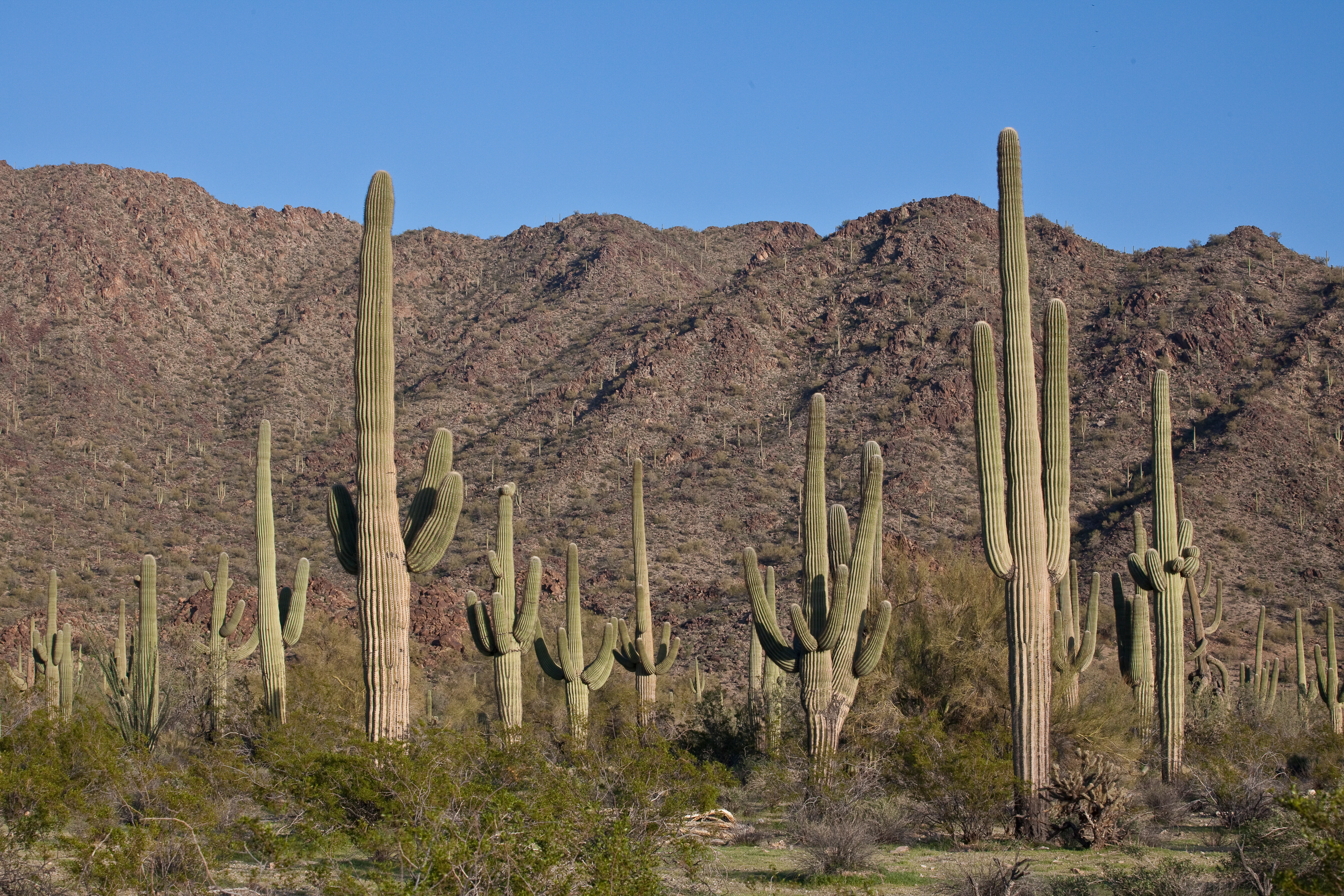 A wide shot of a desert landscape featuring numerous tall Saguaro cacti in the foreground and a dry rocky mountain range in the background under a clear blue sky.
