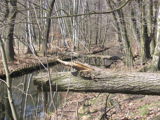A narrow water channel flowing through a deciduous forest with a fallen tree trunk in the foreground.