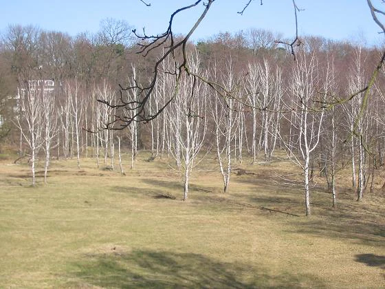 A wide, eye-level shot of a clearing in the Hundekehlefenn nature reserve, featuring many leafless white-barked trees in a grassy field under a bright sky, with a forest in the distance.