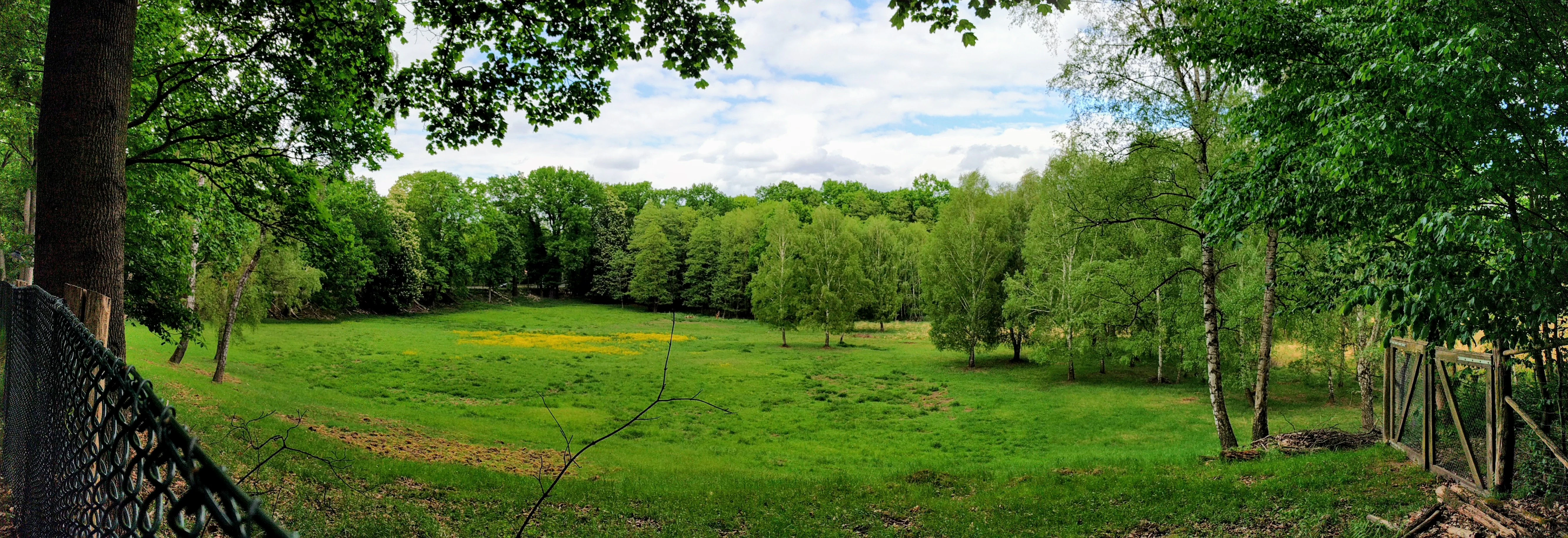 A panoramic view of a lush green meadow surrounded by a dense deciduous forest, with a chain link fence in the foreground.