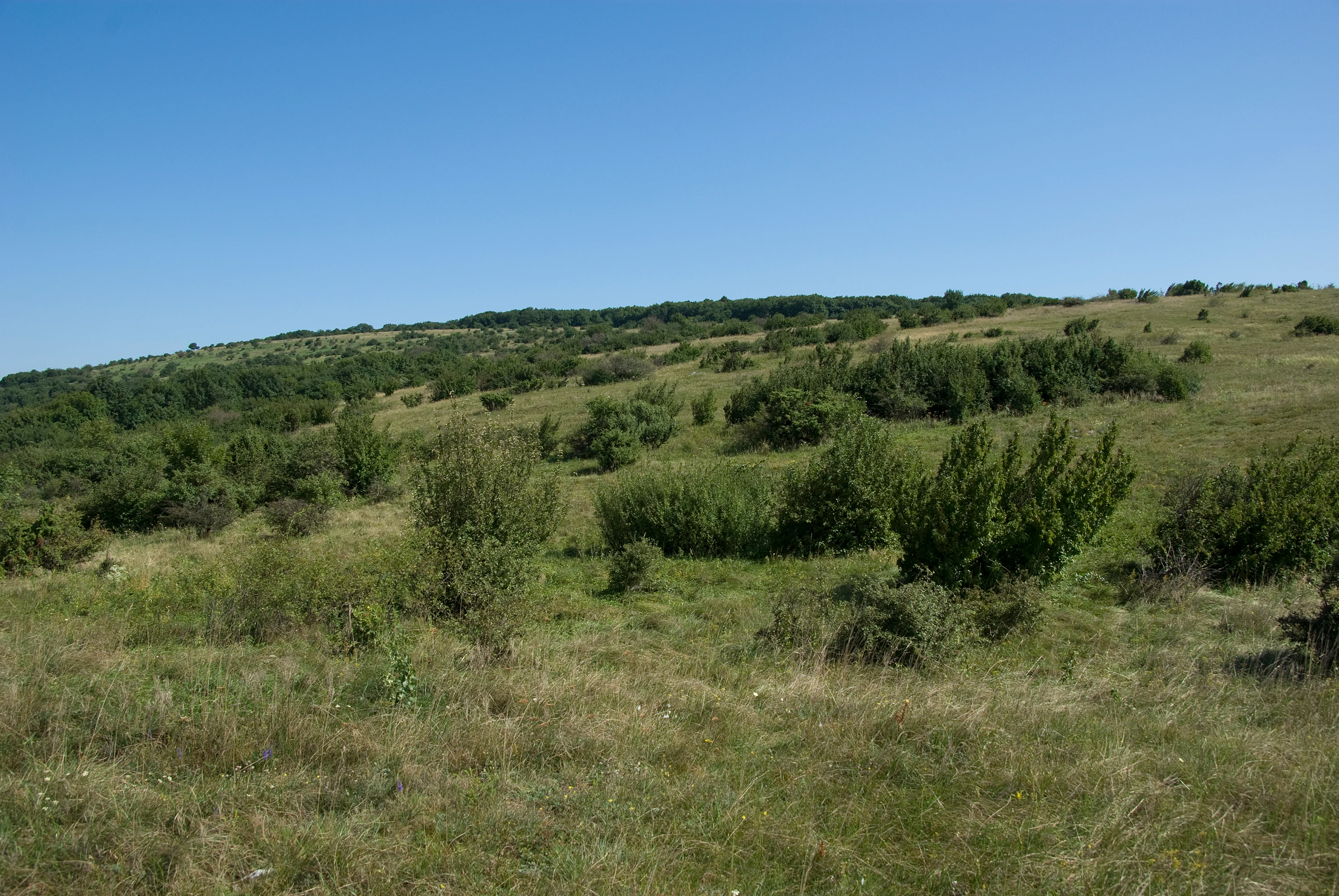 A wide angle shot of a rolling, grassy hillside covered with scattered shrubs and bushes under a clear blue sky.