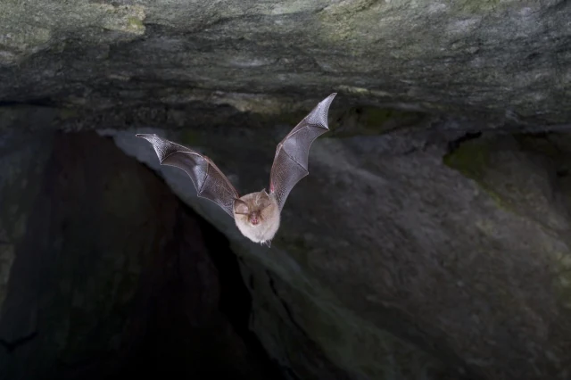 A lesser horseshoe bat flying through a dimly lit cave.