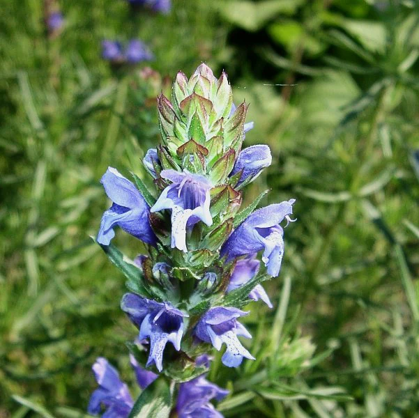 A vertical close-up photograph of an Austrian dragonhead flower, showing its tubular, vibrant blue blossoms stacked along a central stalk with green, bract-like leaves, set against a soft green out-of-focus background.