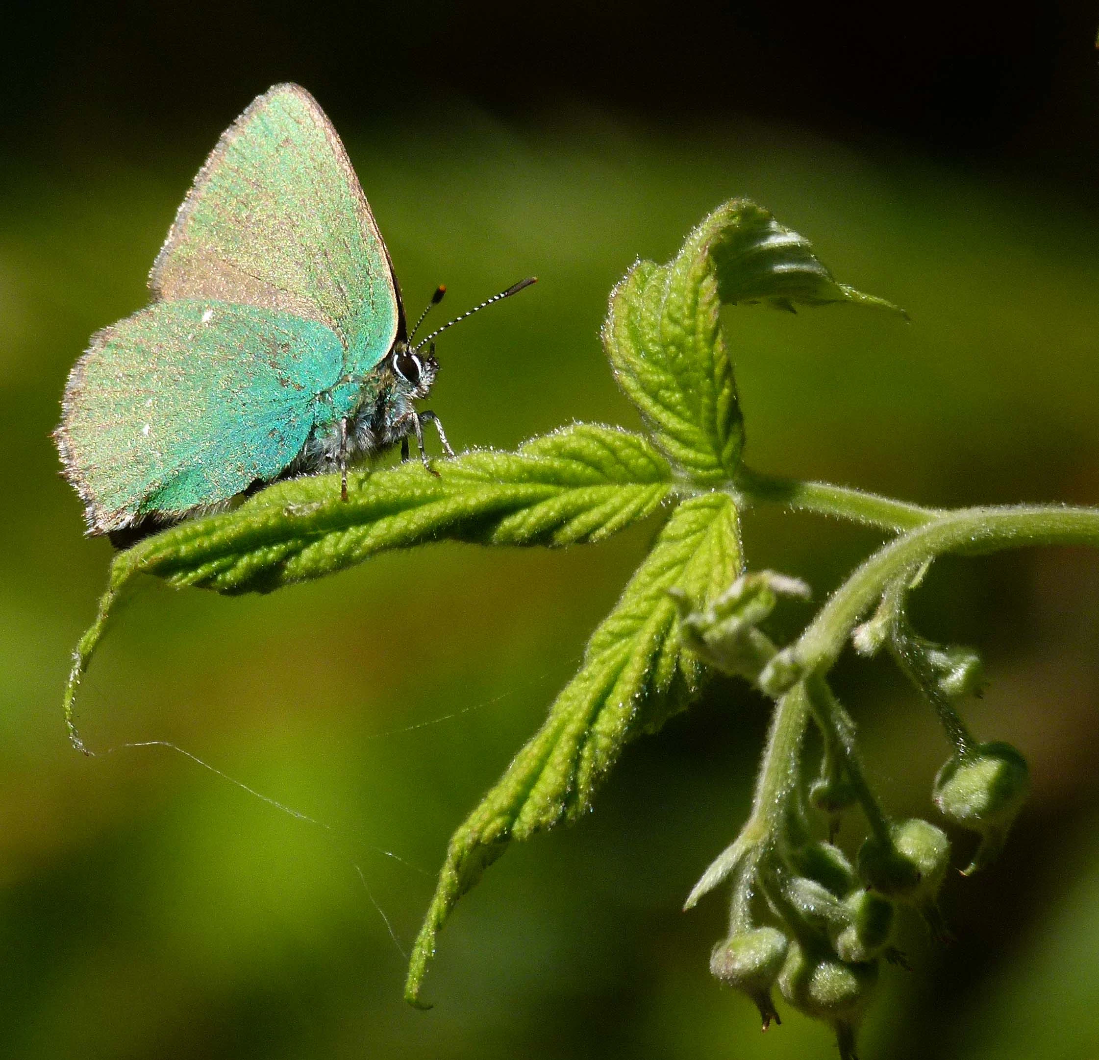 Green Hairstreak butterfly perched on a green leaf with visible plant buds and stem