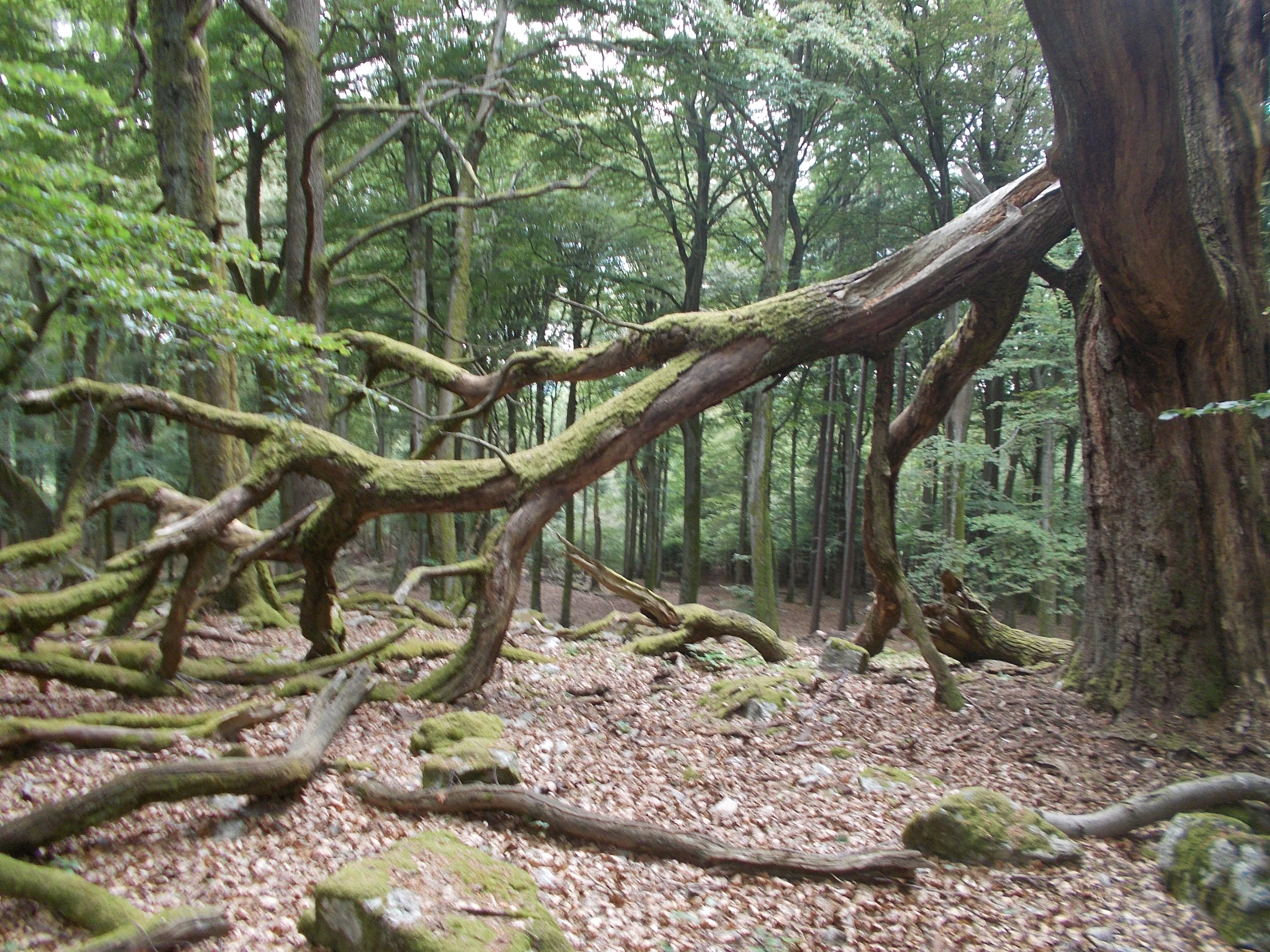 Moss-covered tree branches and forest floor with fallen leaves in a dense deciduous forest