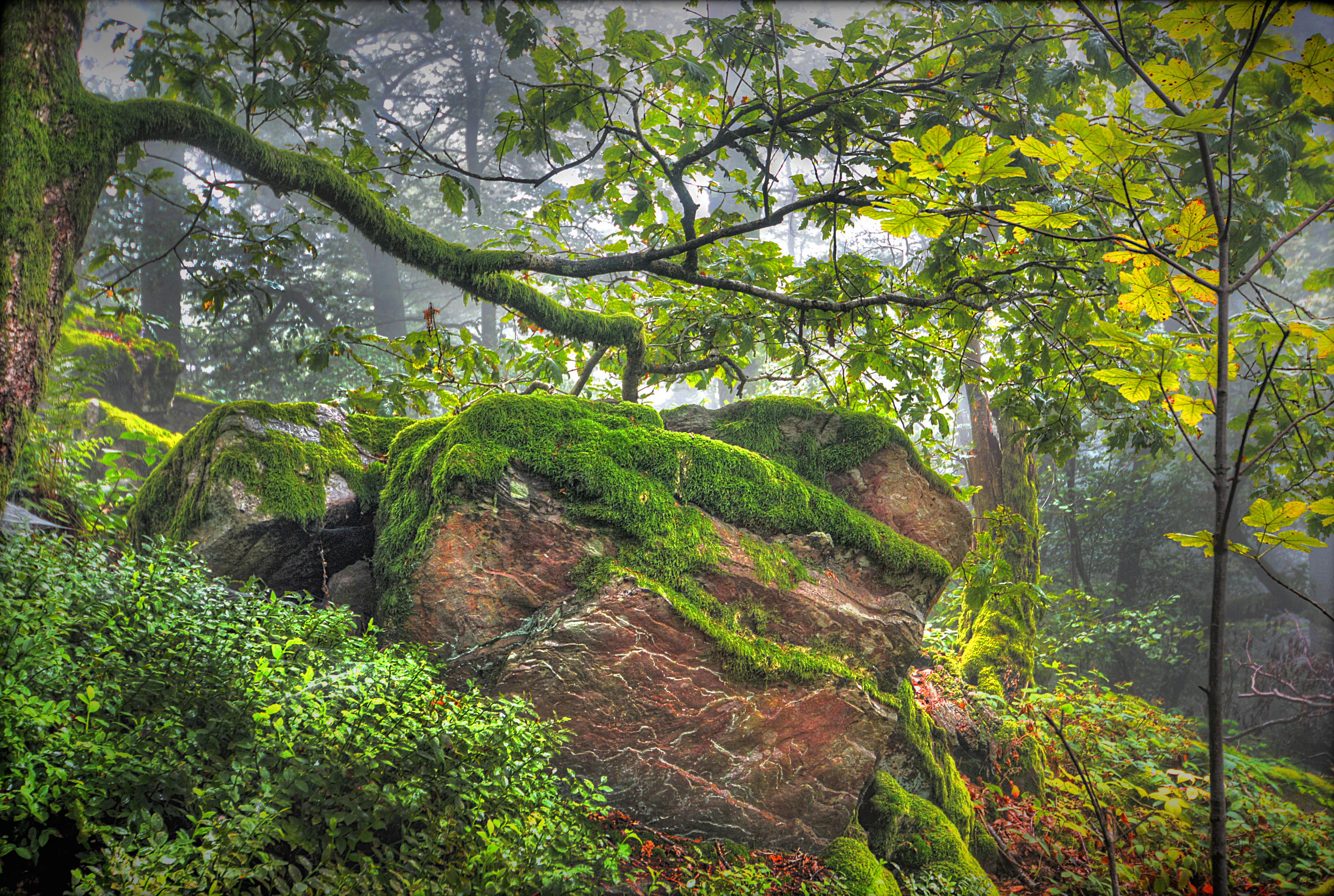 Moss-covered rocks surrounded by green vegetation in a forest setting