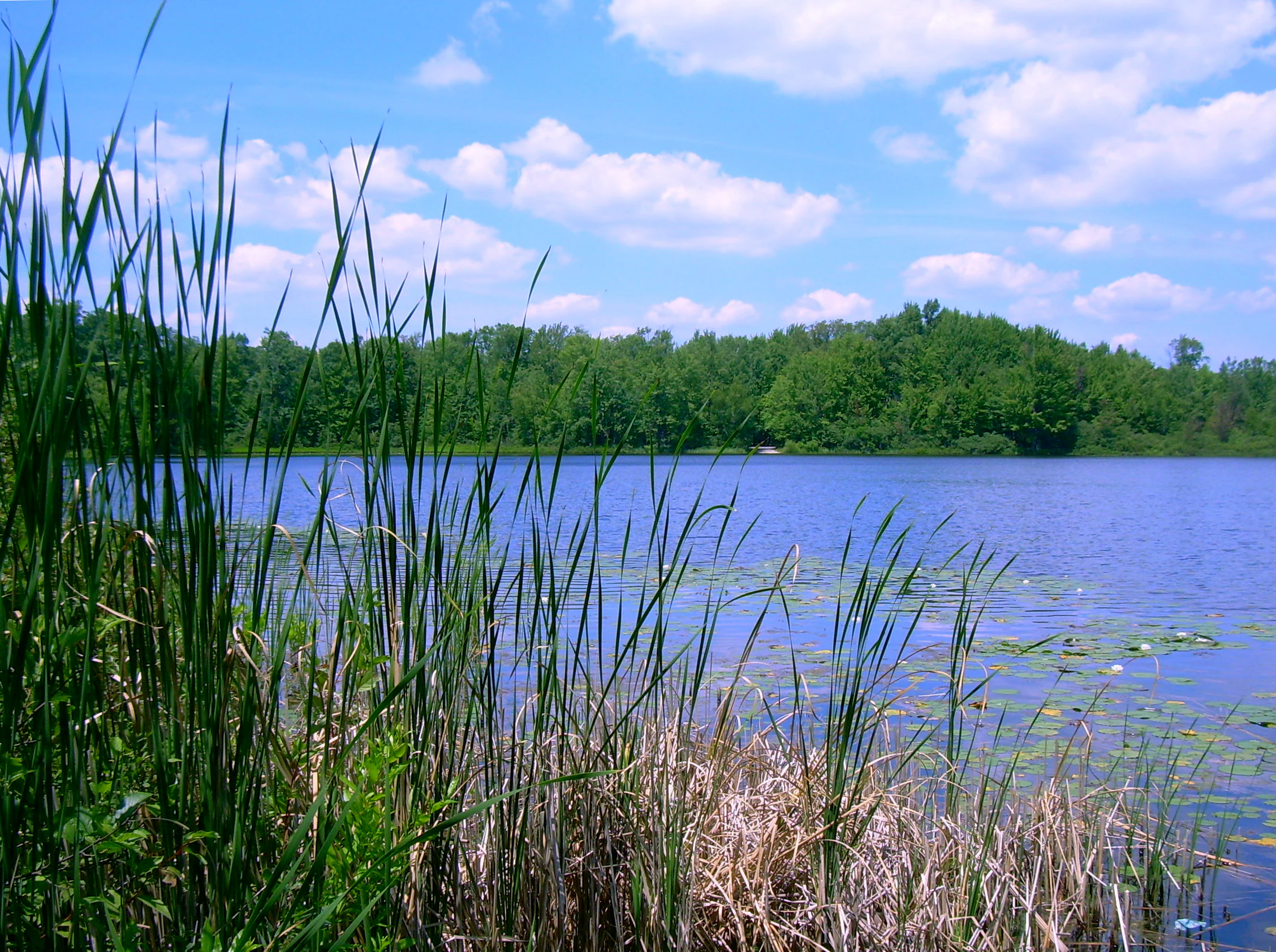 A peaceful lake view with tall reeds and grasses in the foreground, calm blue water in the midground, and a dense forest tree line against a partly cloudy sky in the background.