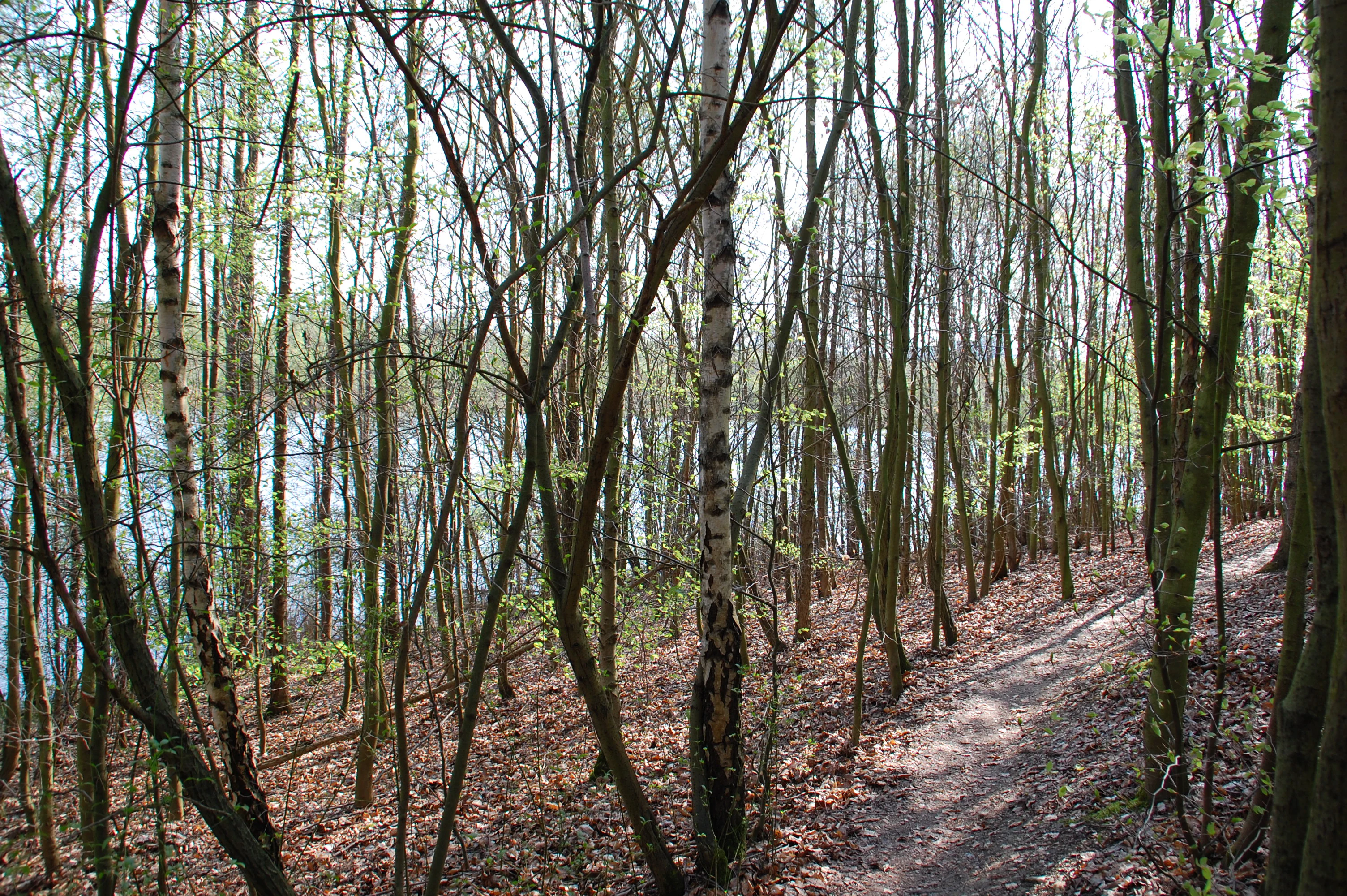 A narrow dirt path through a forest of thin deciduous trees with white and grey bark, with a glimpse of a lake visible through the tree trunks in the background.