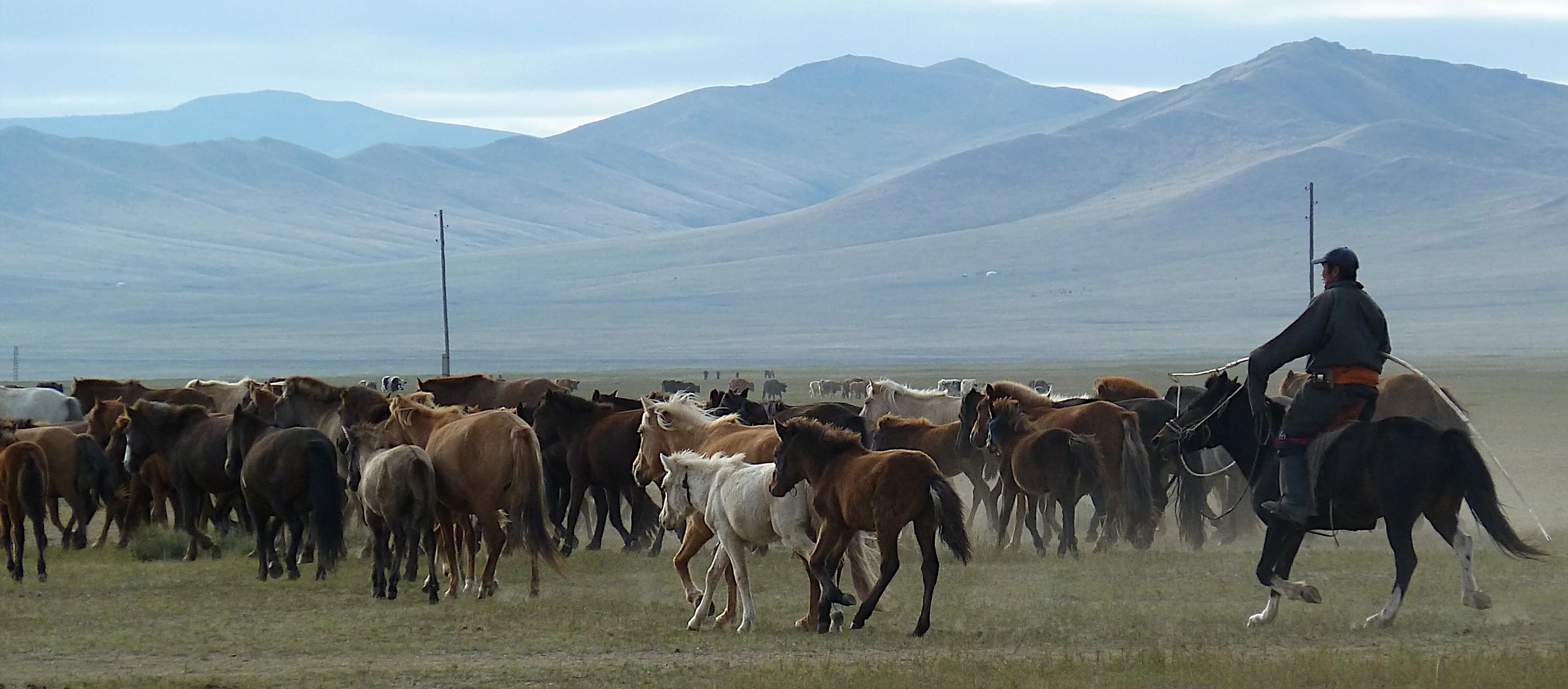 Una gran manada de caballos se desplaza por una estepa cubierta de hierba en Mongolia, con montañas al fondo, mientras una persona a caballo los acompaña.