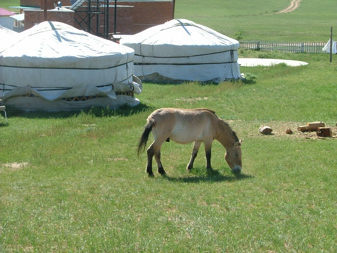 Un caballo de Przewalski de color marrón pálido con crin y cola oscuras pastan en una pradera herbosa con dos gers circulares blancas visibles al fondo.