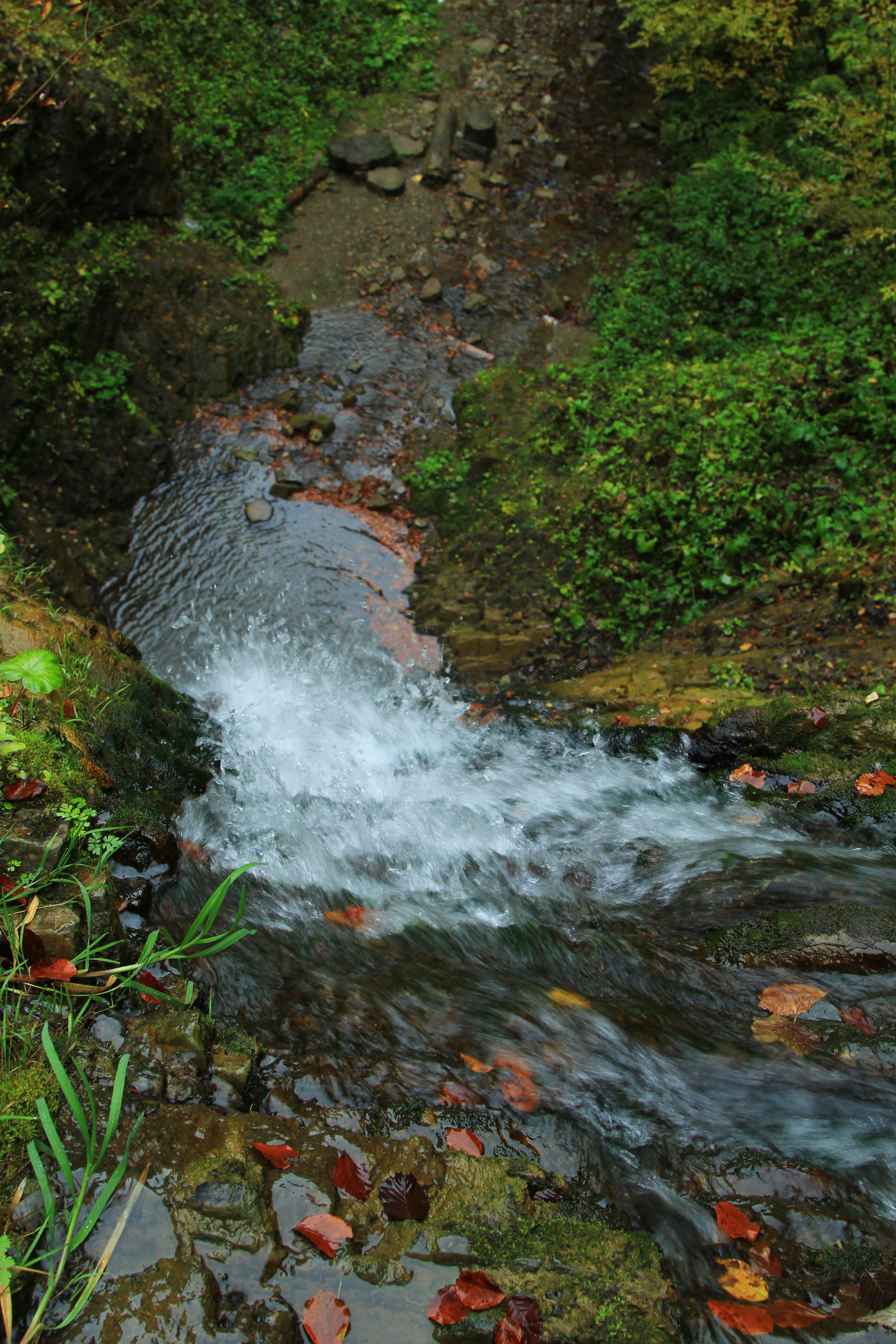 A stream with clear water flowing over rocks surrounded by green vegetation and fallen leaves