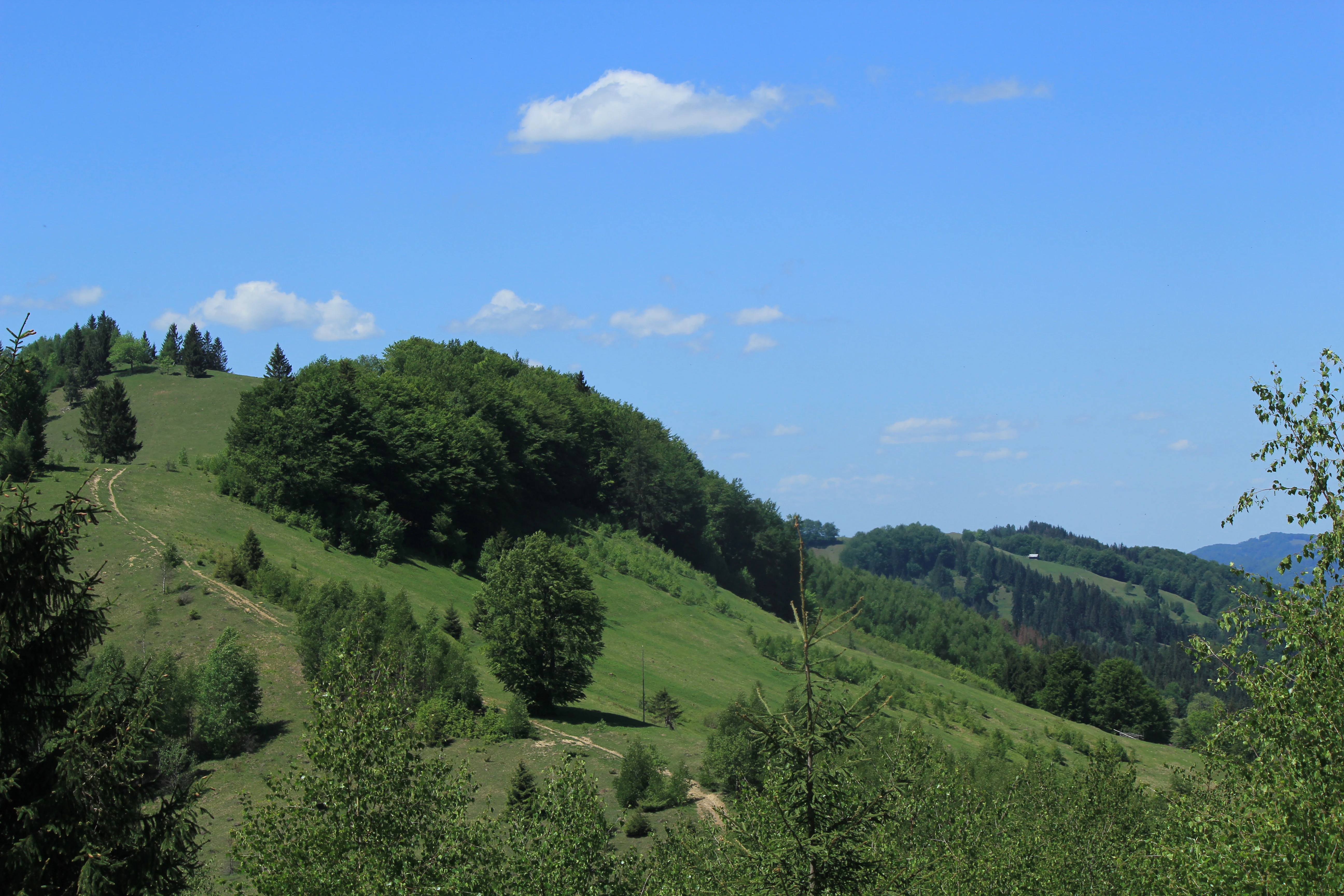 Grassy hills with scattered trees, a narrow dirt path, and distant forested ridges under a bright blue sky with a few clouds