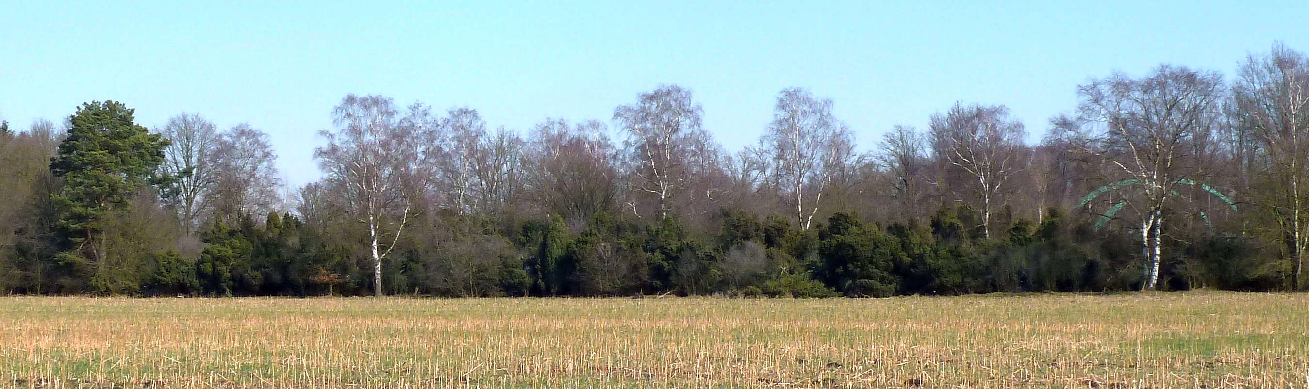 Una vista amplia y horizontal de un campo cubierto de hierba en primer plano, que conduce a una hilera de árboles caducifolios y coníferas bajo un cielo azul despejado.