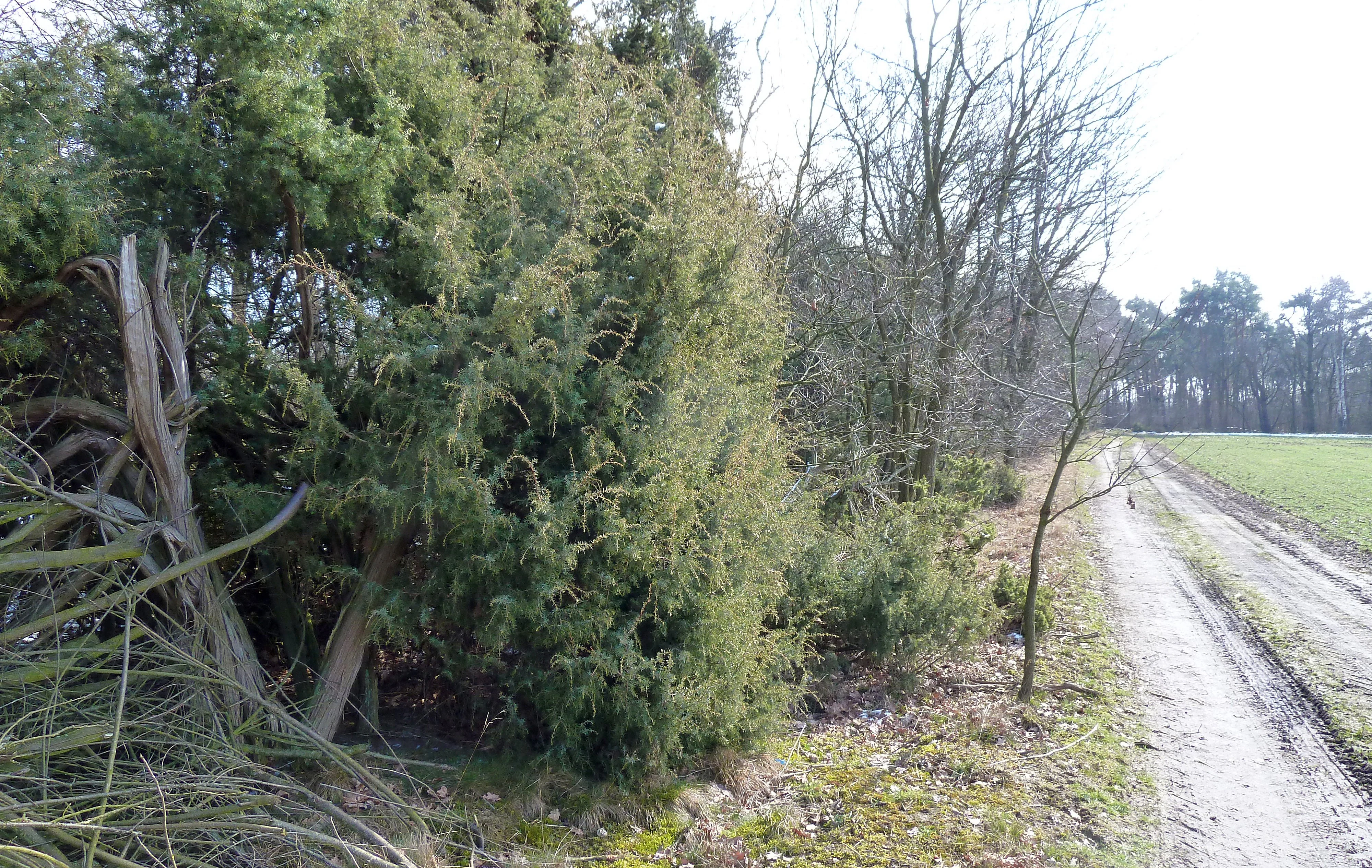 Un sendero de tierra discurre junto a densos arbustos de enebro y árboles desnudos en un paisaje de reserva natural.