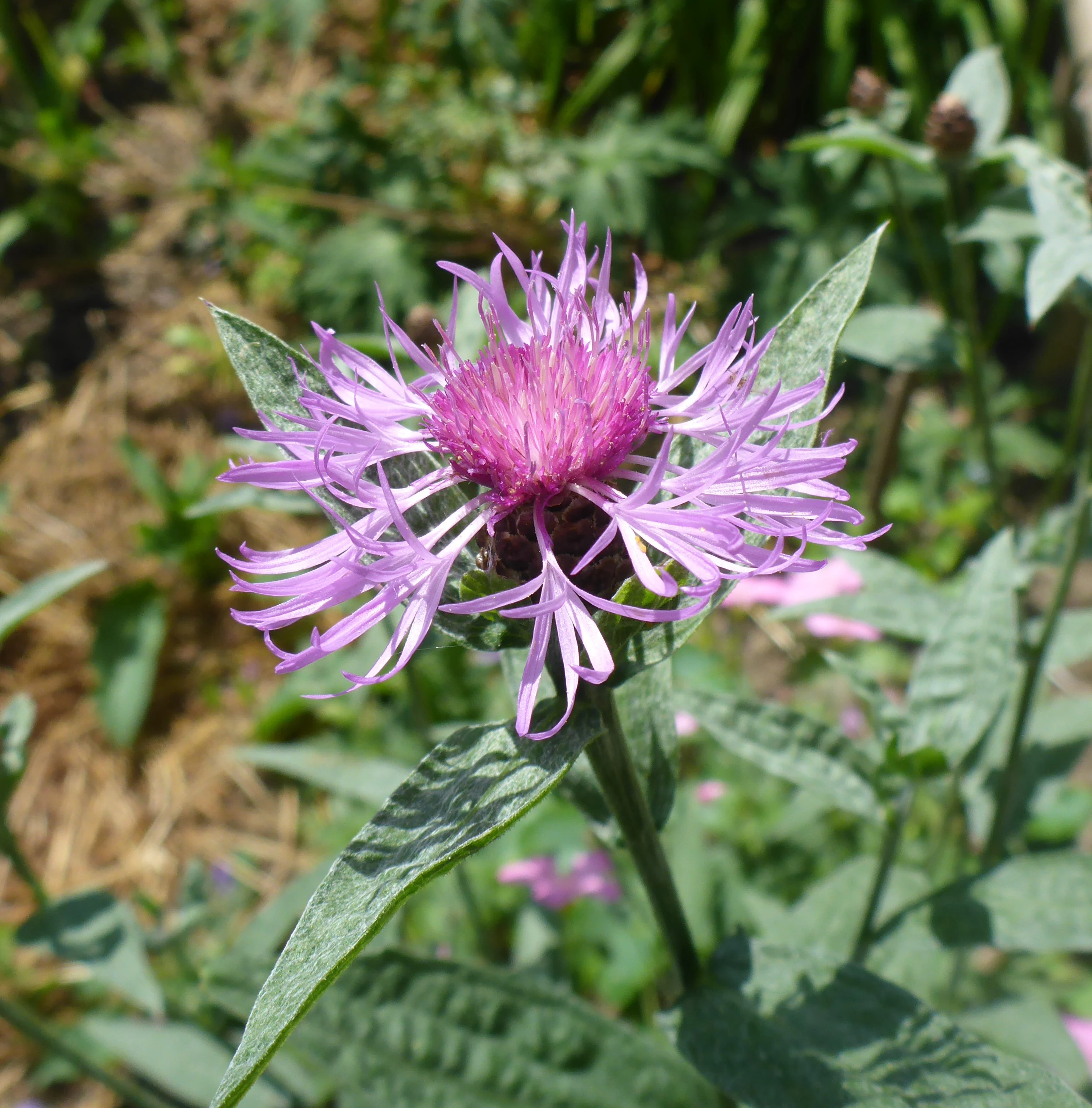 A close up view of a pink and purple brown knapweed flower head with elongated petals and green leaves, set against a soft blurred background.