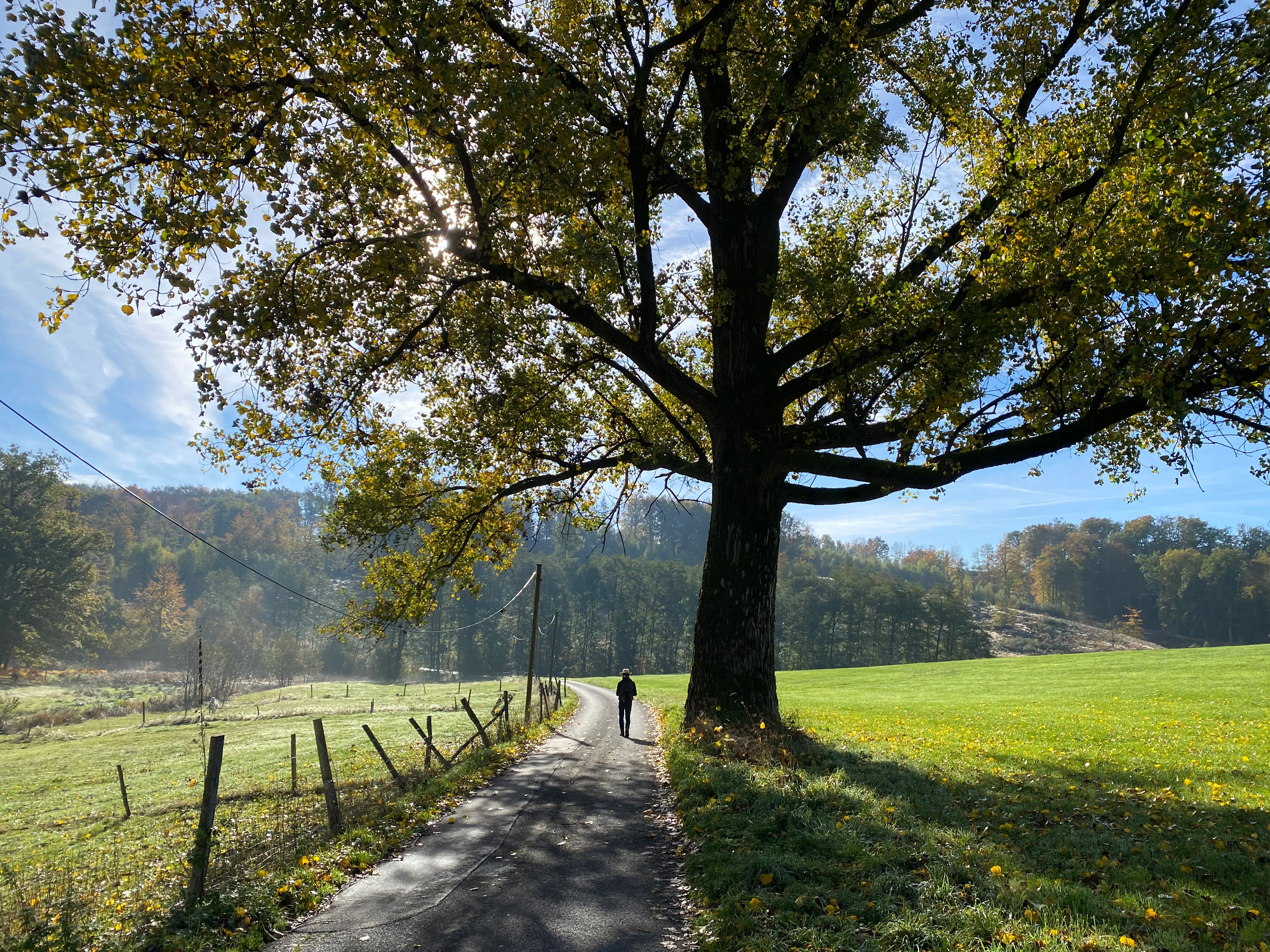 A person walks down a paved rural lane through a valley, flanked by a large spreading tree on the right and green meadows on both sides, with rolling hills in the background.