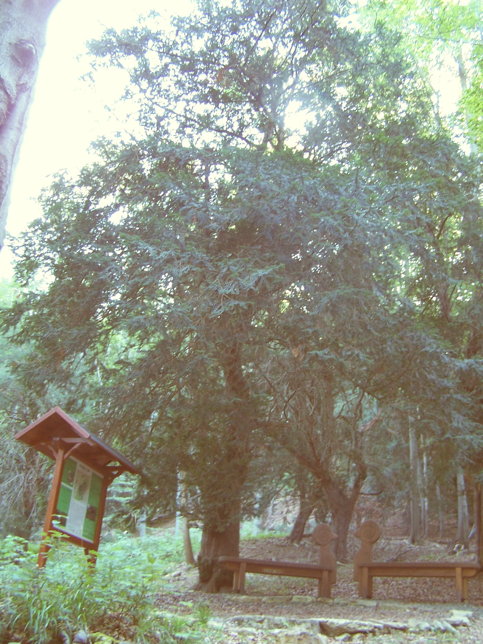 A large, mature yew tree stands in a forest clearing next to a wooden information board and two wooden benches.
