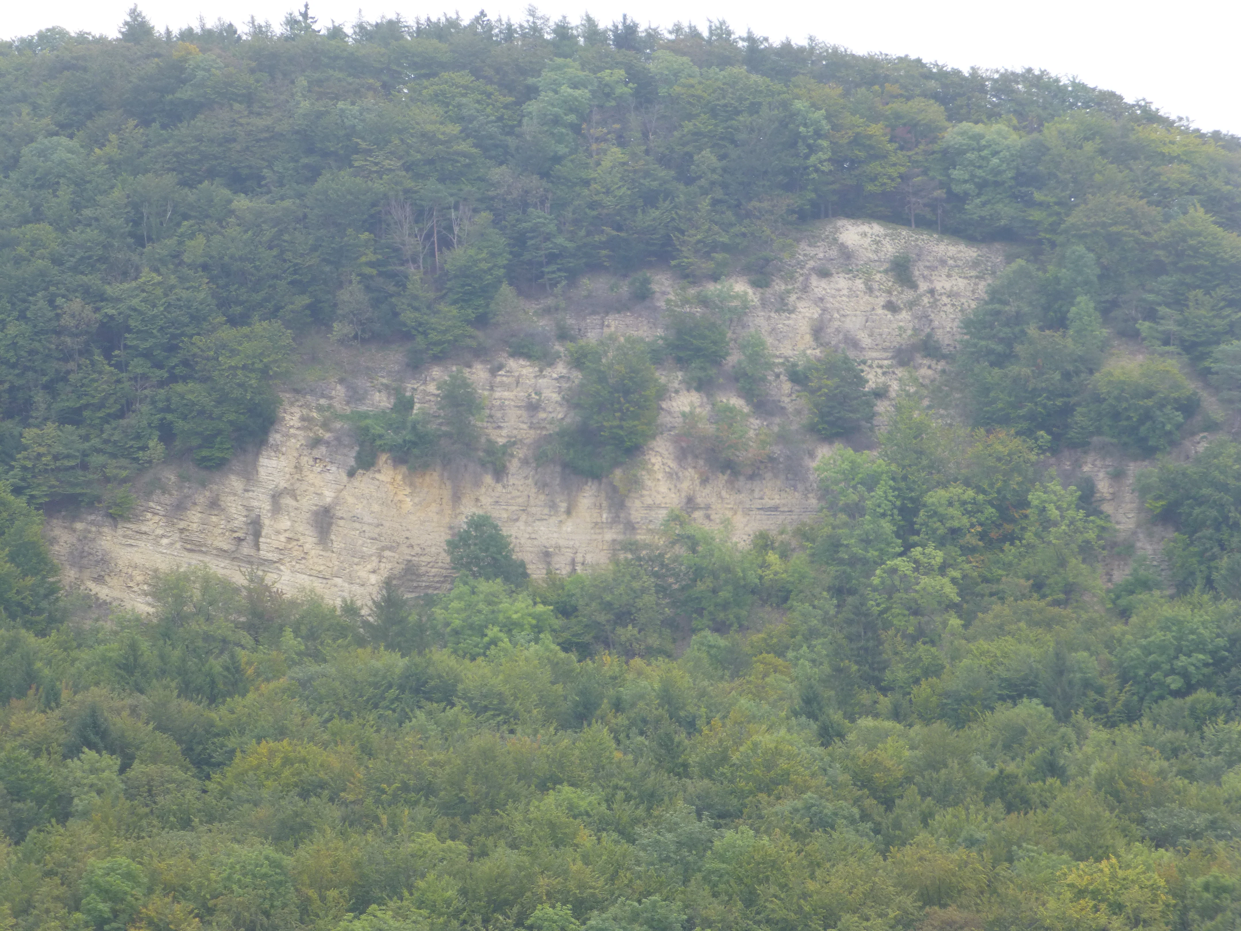 A steep, light-colored limestone rock face embedded in a dense, green forest hillside.