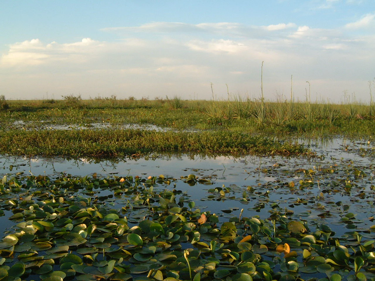 A wide, low-angle view of the marshlands at Laguna del Iberá, featuring calm water covered in lily pads and patches of tall grasses under a soft, cloudy sky.