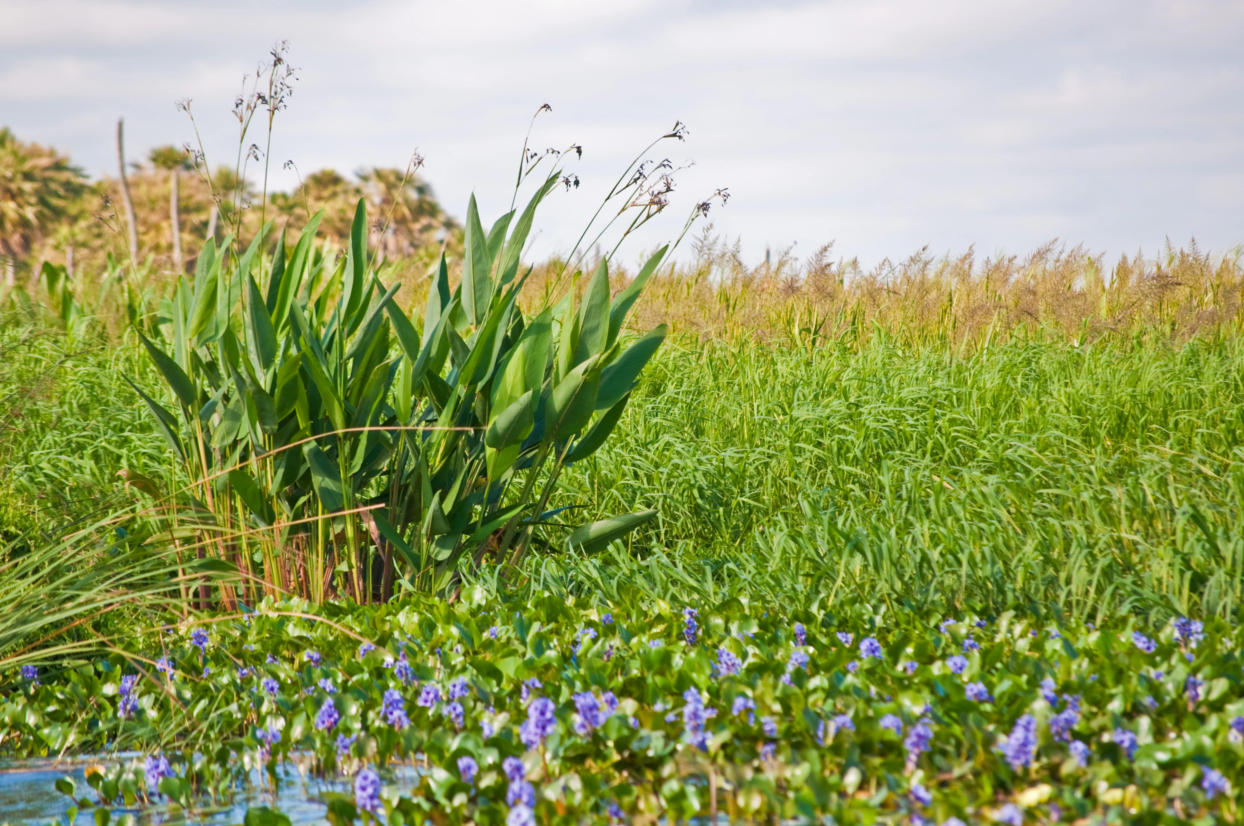 A close-up view of wetland flora, including green marsh grasses and clusters of small purple flowers in the foreground, with a field of tall grasses and palm trees in the distance under a bright sky.