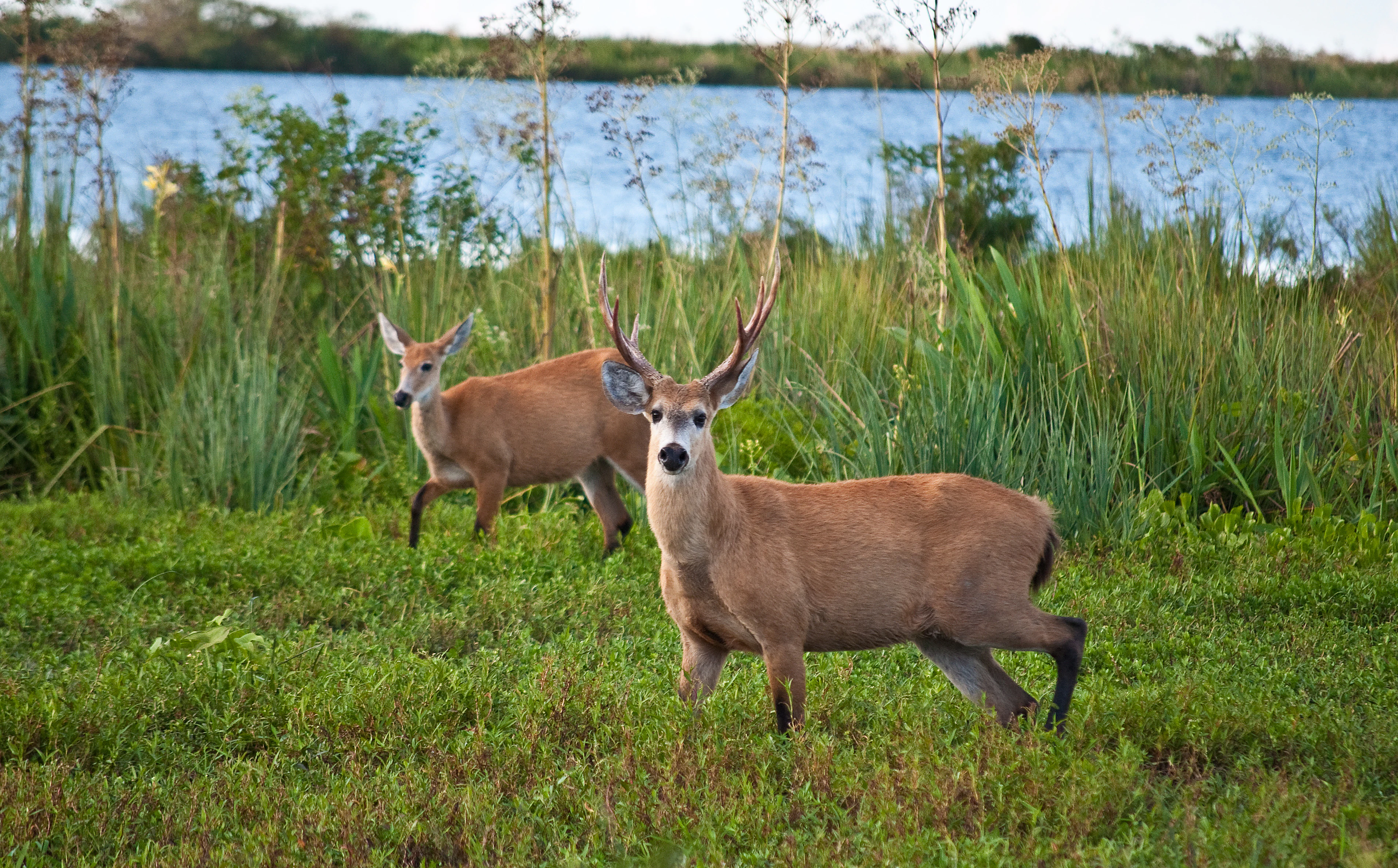 Two marsh deer, one a buck with antlers, standing in lush green grass with a body of water in the background.