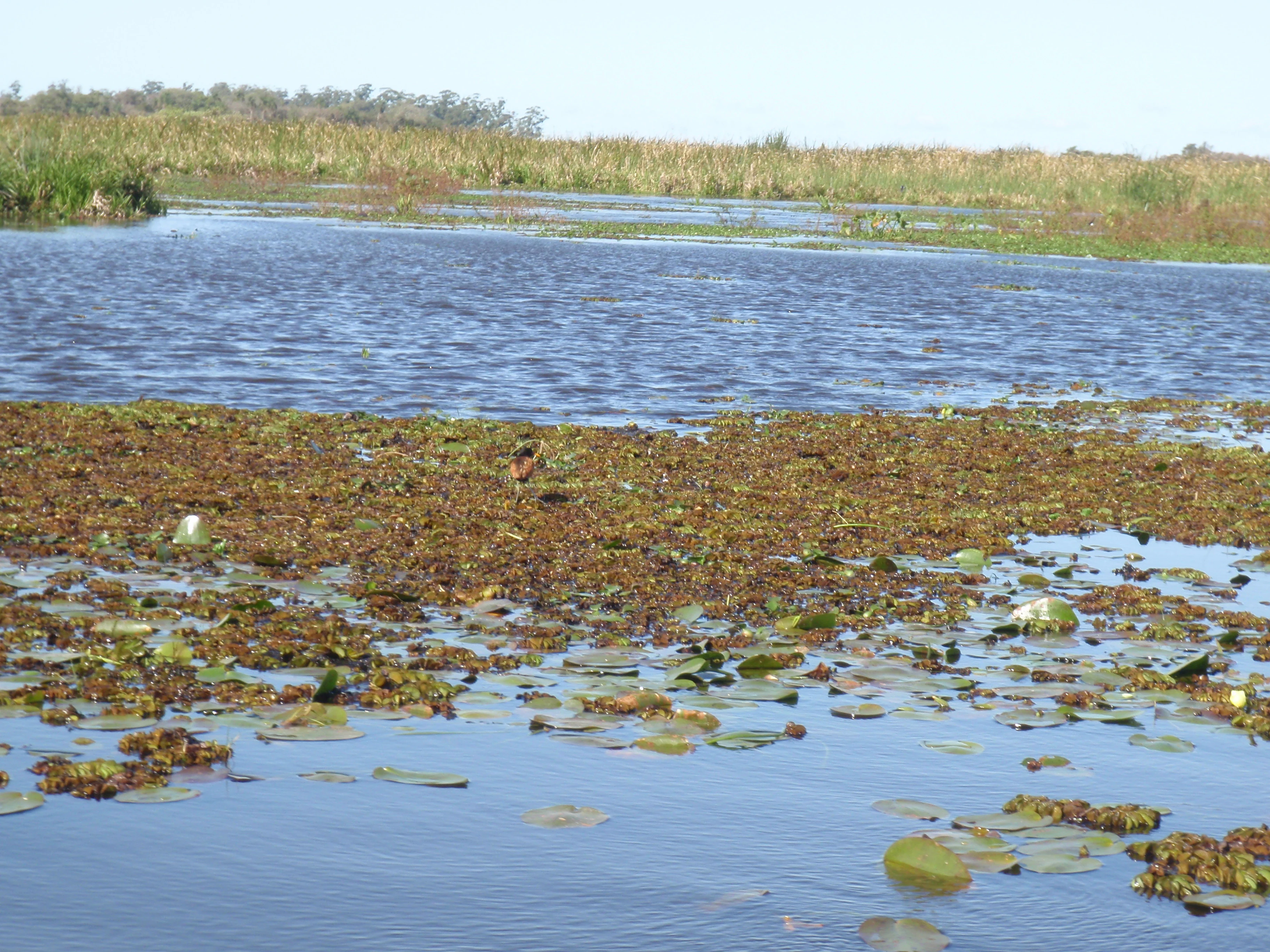A wide view of a sunlit lagoon filled with floating aquatic plants, with a dense grassy shoreline in the distance.