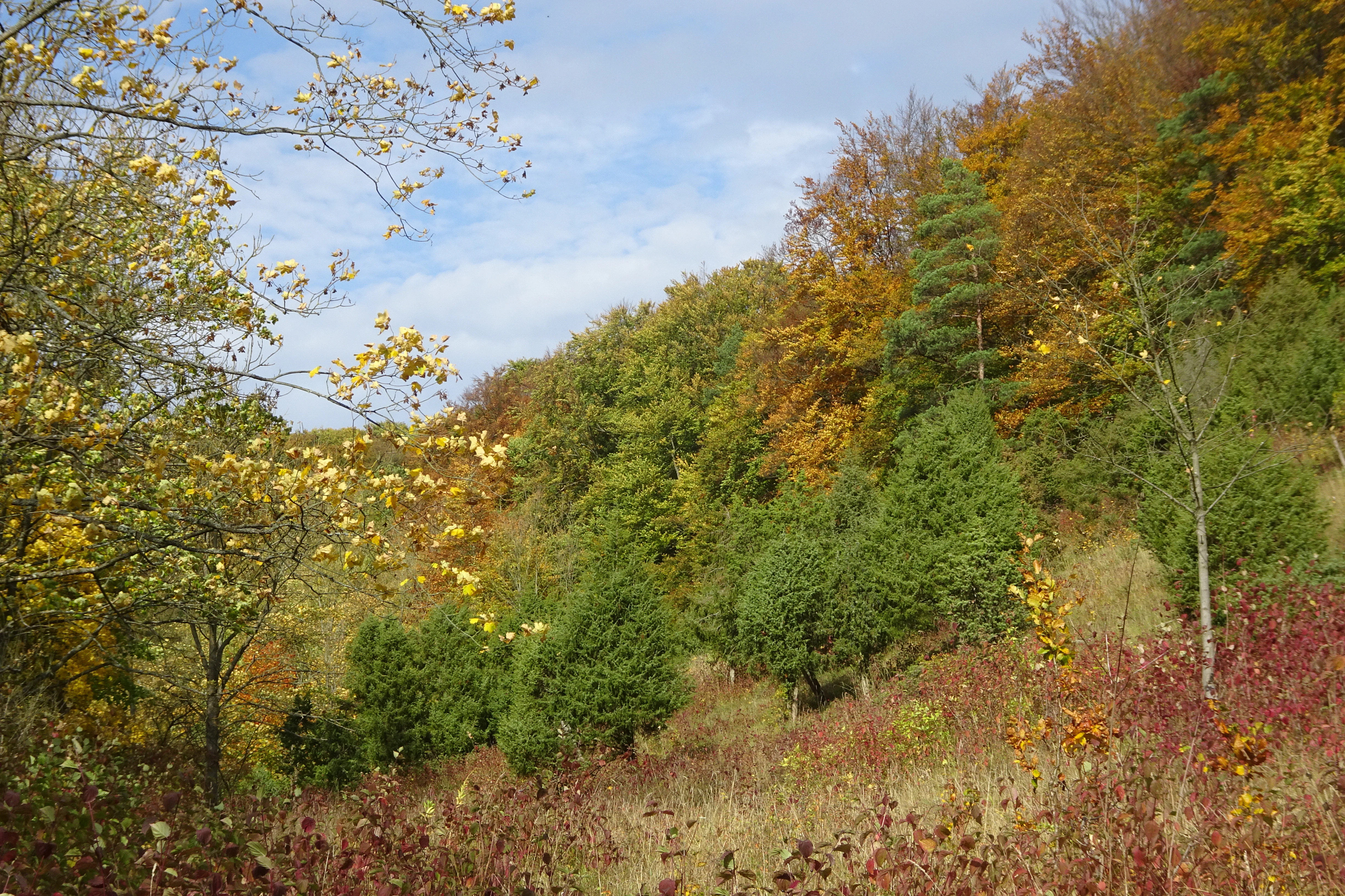 A view of a hillside in autumn with a mix of green and orange foliage; patches of scrubby shrubs in the foreground, and a dense deciduous forest covering the higher slopes.
