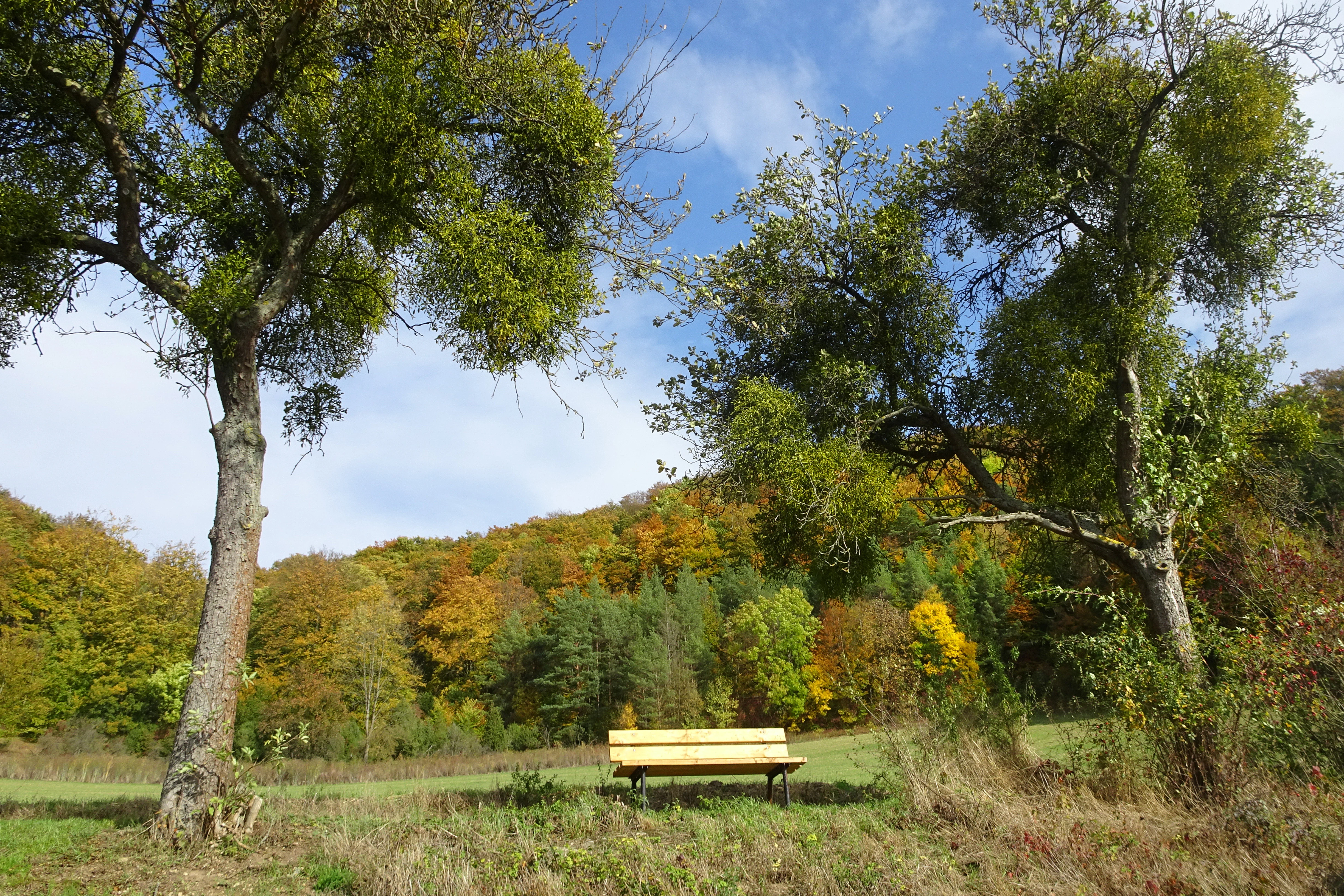 A solitary light wood bench sits in a grassy meadow, framed by two large trees with visible mistletoe in their branches, with a forested hillside in autumn colors in the background under a blue sky.
