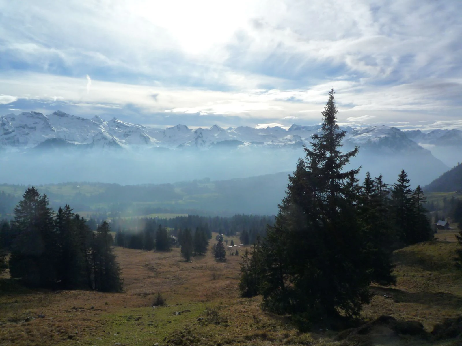 An alpine landscape with a grassy foreground and evergreen trees leading to distant snow-capped mountains shrouded in low-lying mist under a cloudy sky.