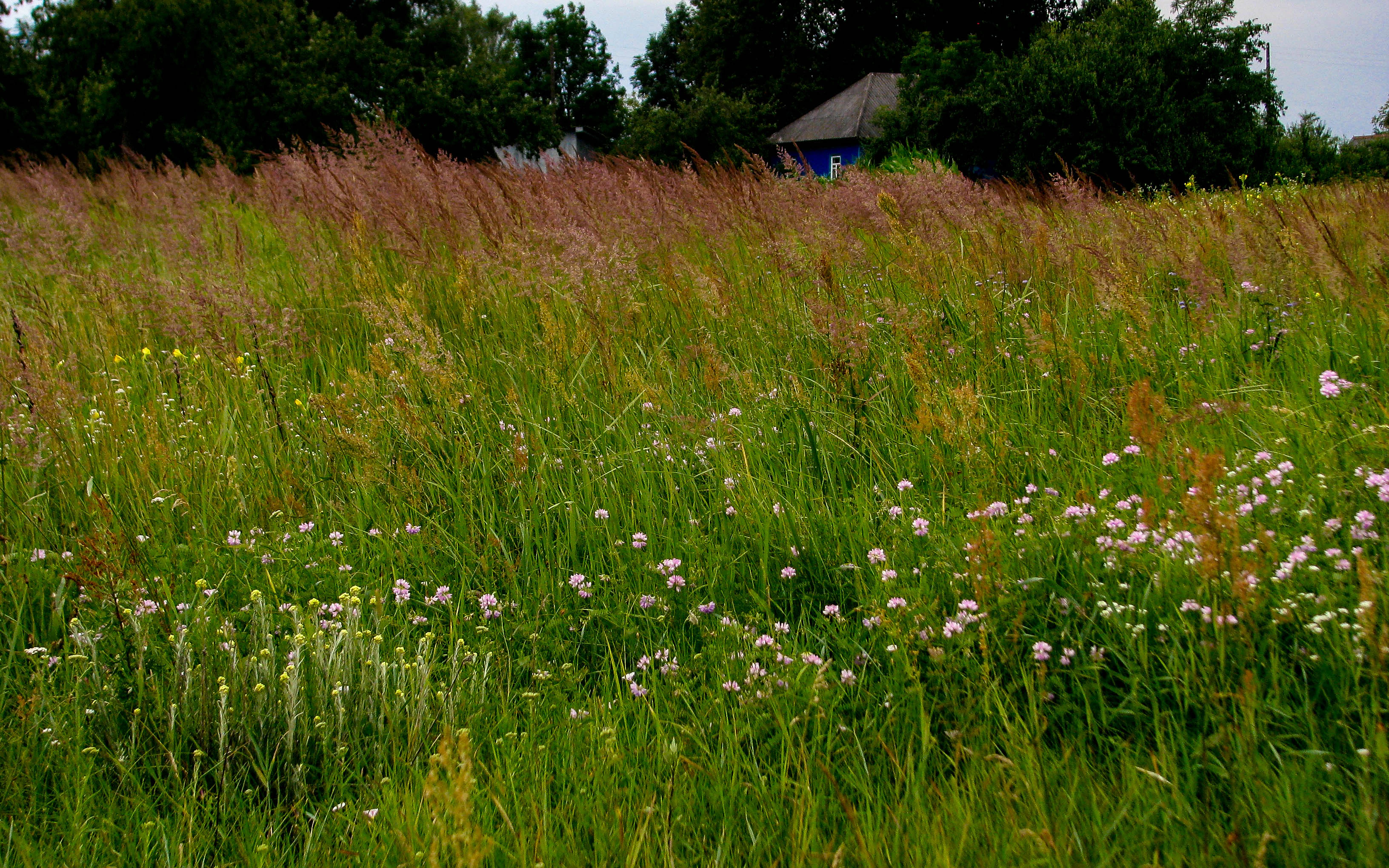 Green meadow with tall grasses and wildflowers, distant blue house, trees in background