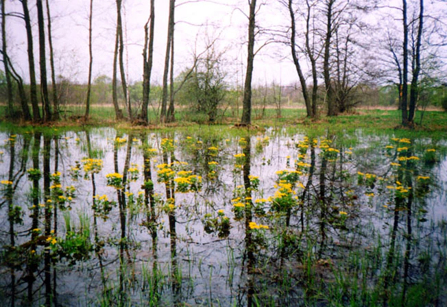 Shallow water wetland with yellow flowering plants and reflections of tall, leafless trees in calm water
