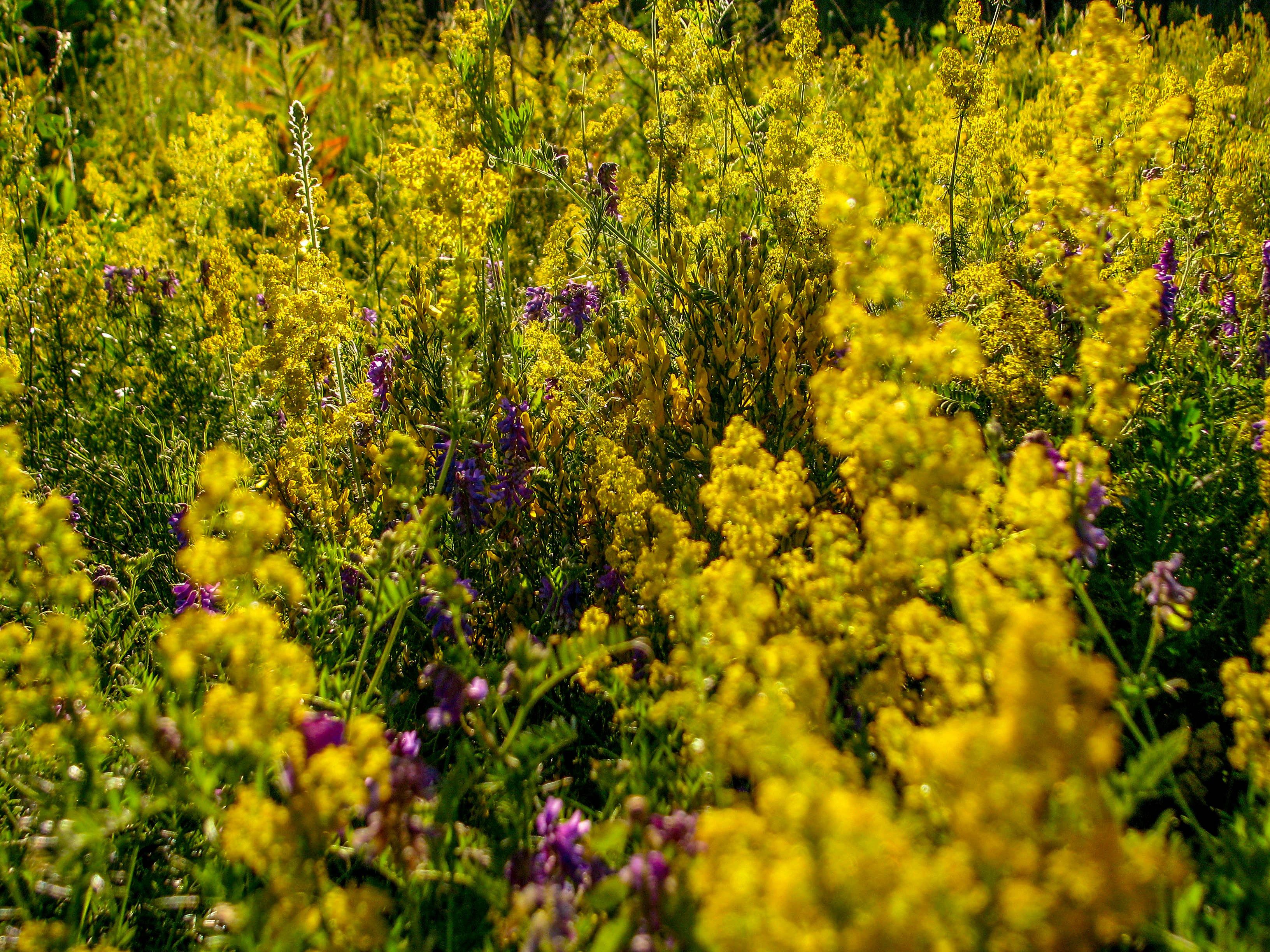 Yellow and purple wildflowers in a meadow with green foliage