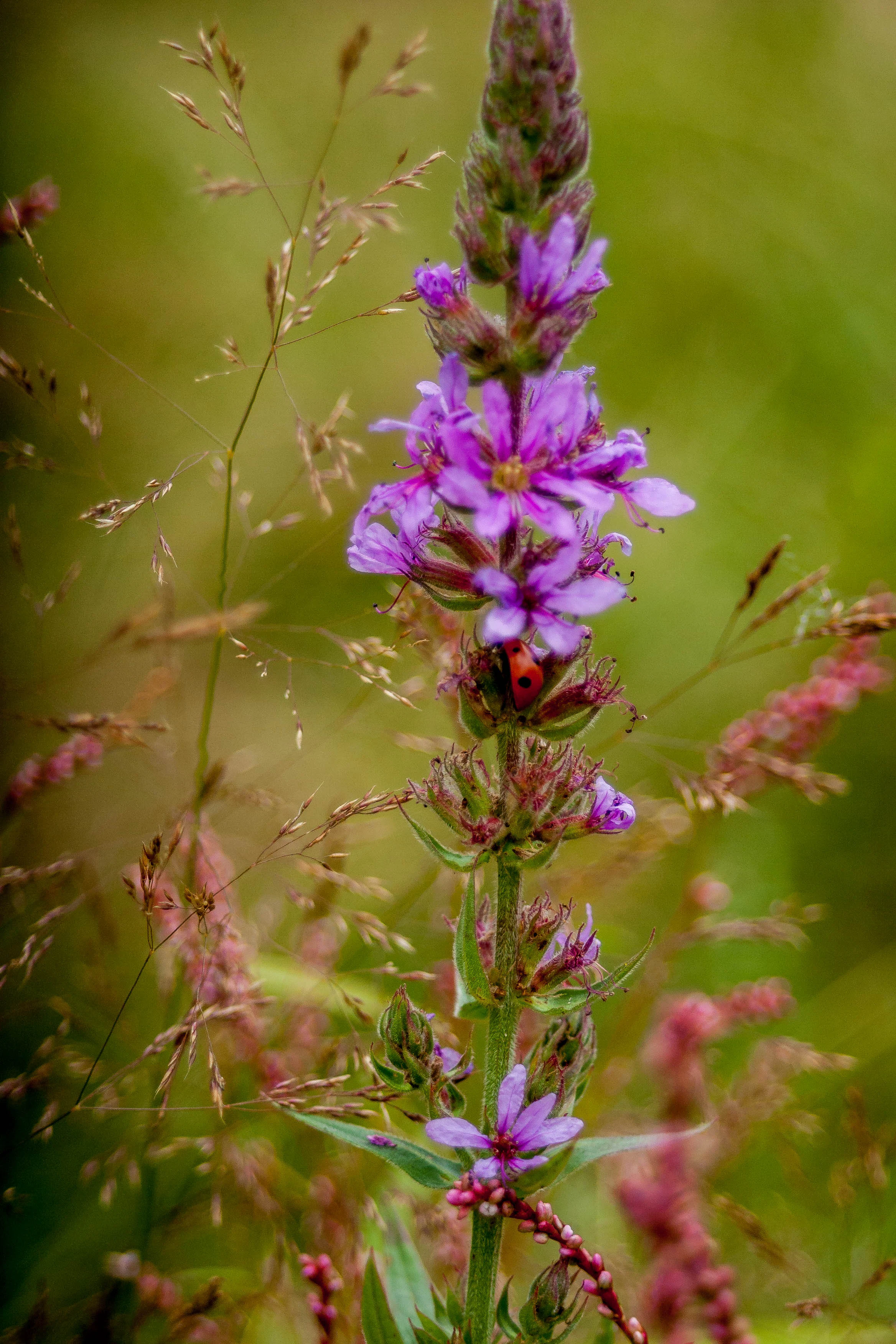 A tall pink flower with a ladybug on its petals, surrounded by tall grasses in a meadow