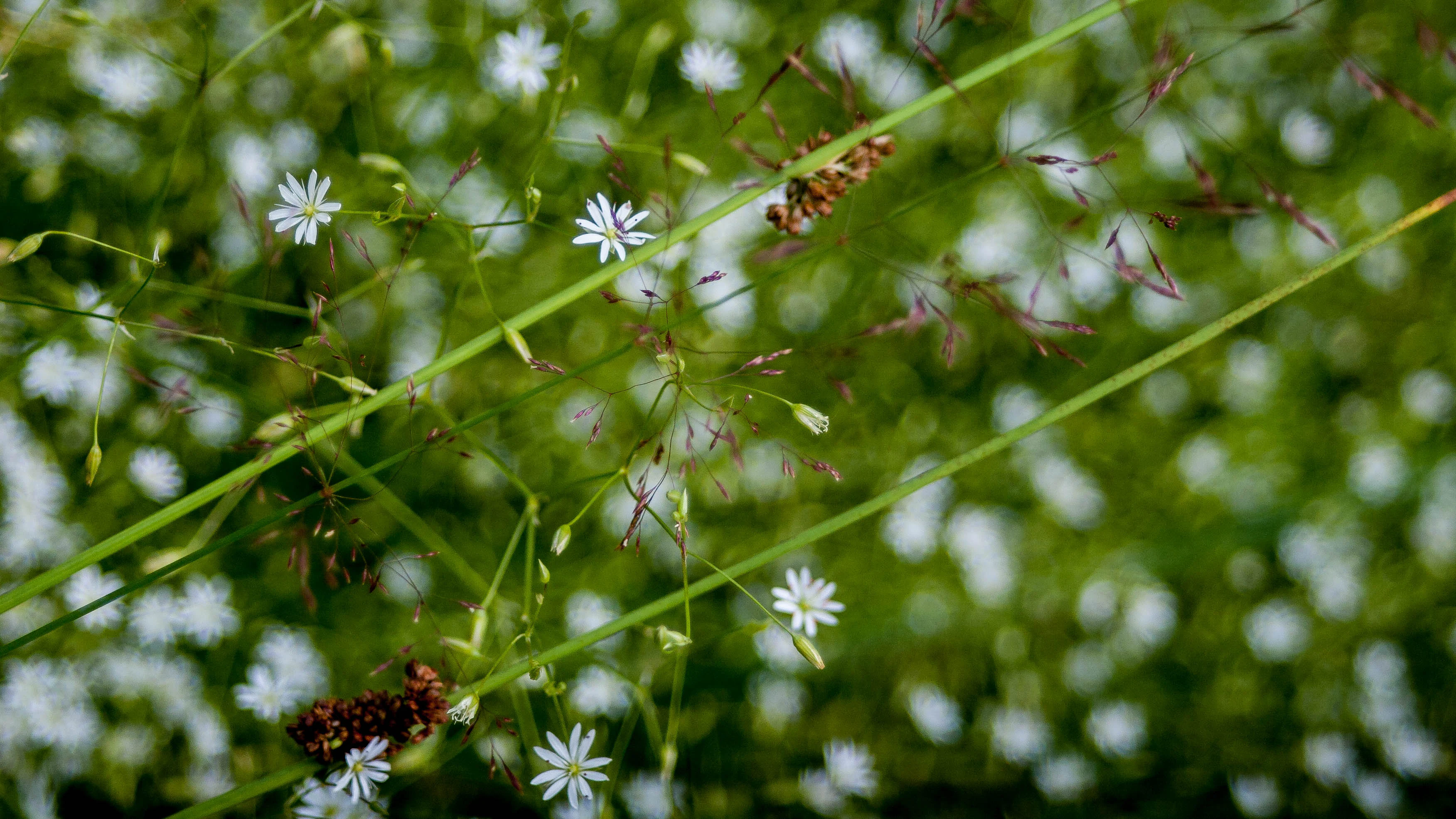 Close-up of white wildflowers and green grasses in a meadow