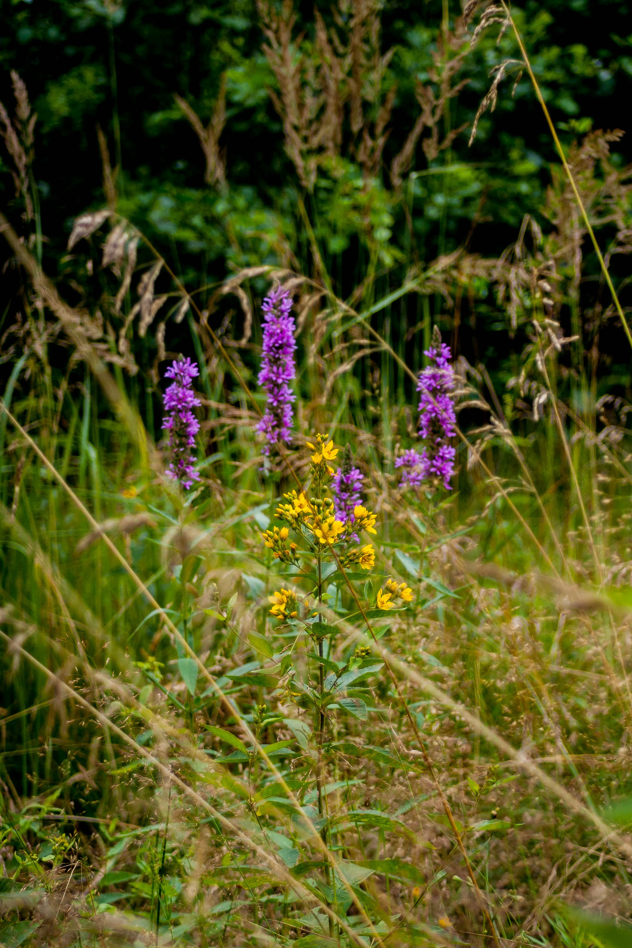 Tall grasses and purple and yellow wildflowers in a meadow setting